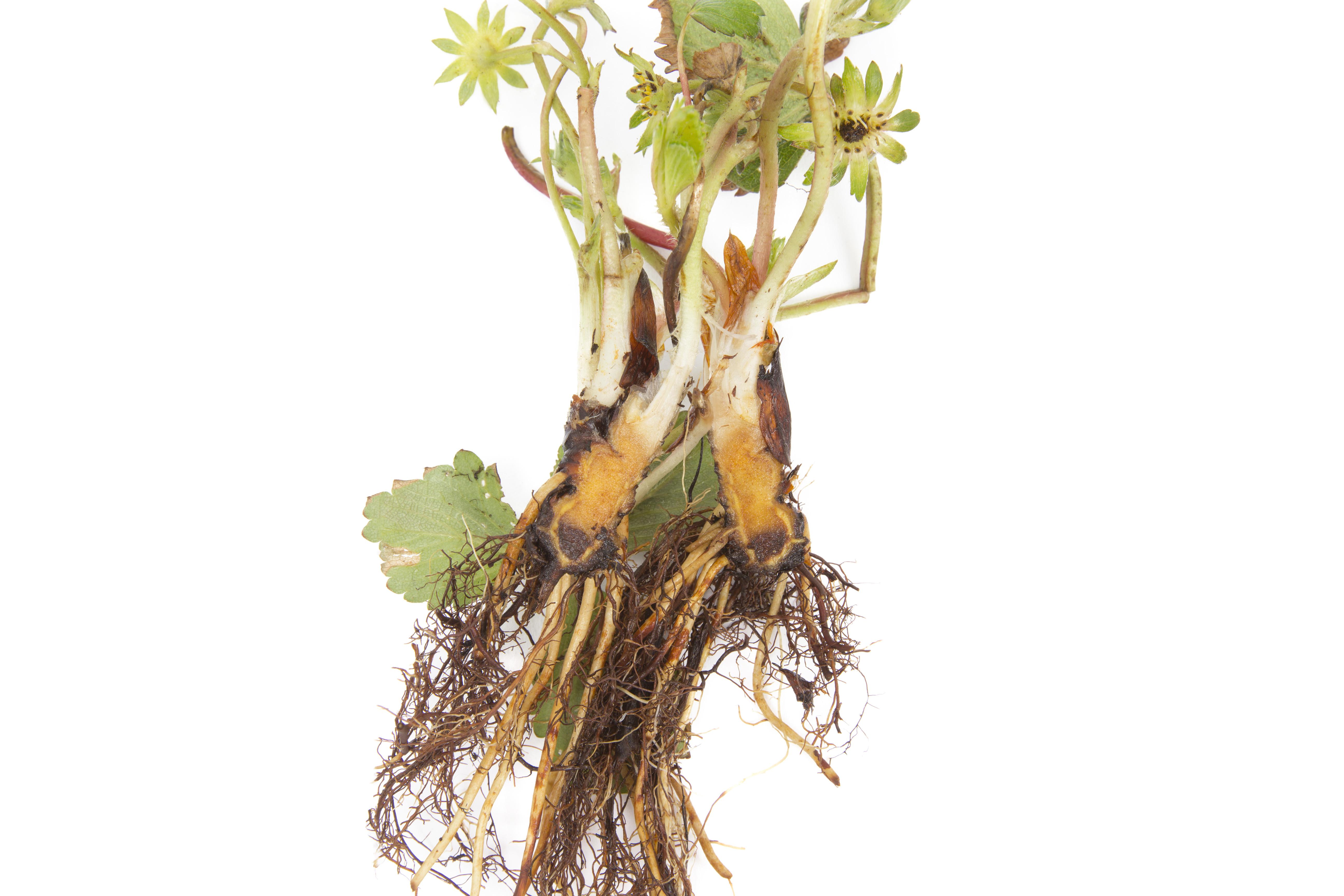 Fraise - Pourriture des racines et du collet (Phytophthora cactorum)
