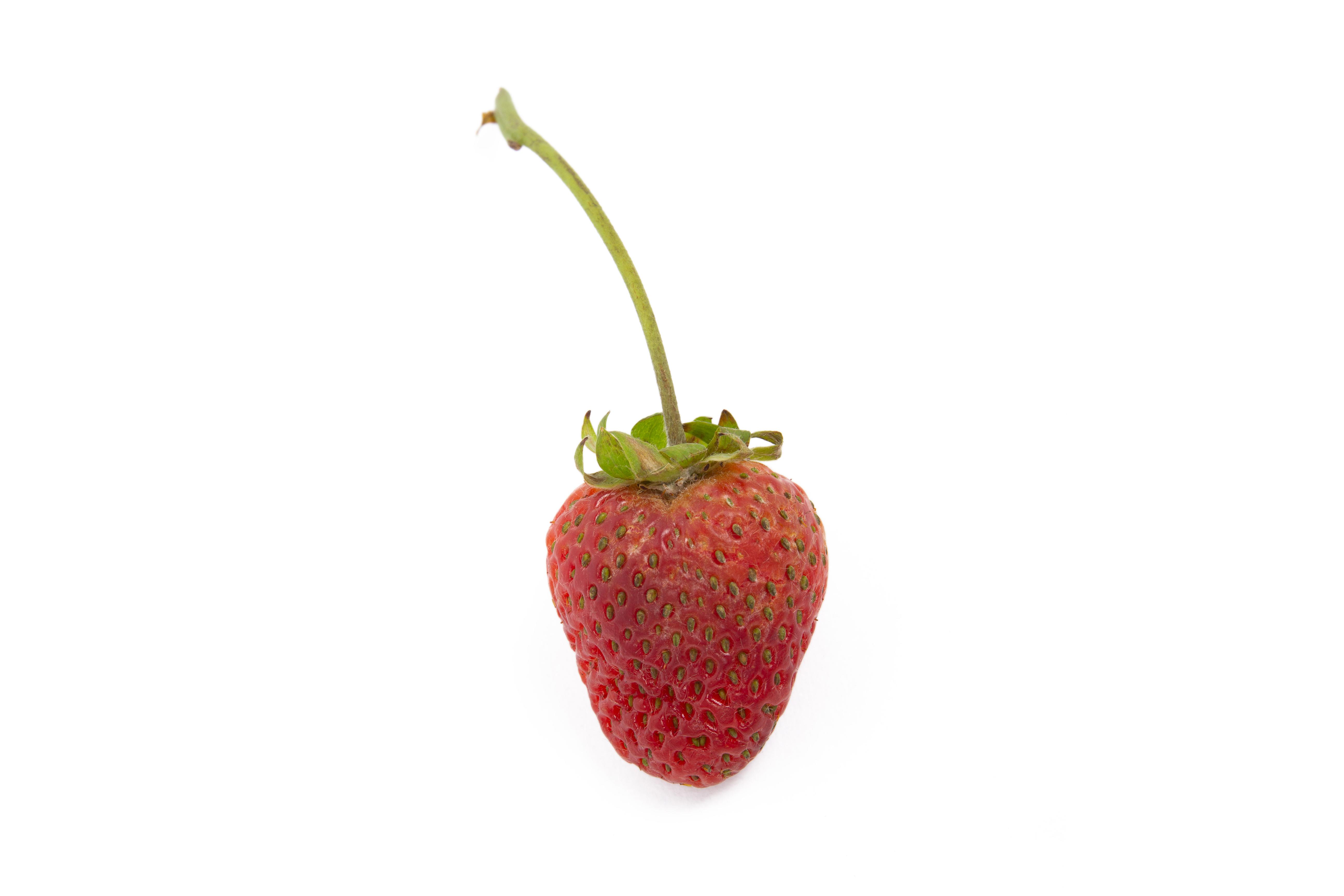 Fraise - Blanc (Sphaerotheca macularis)