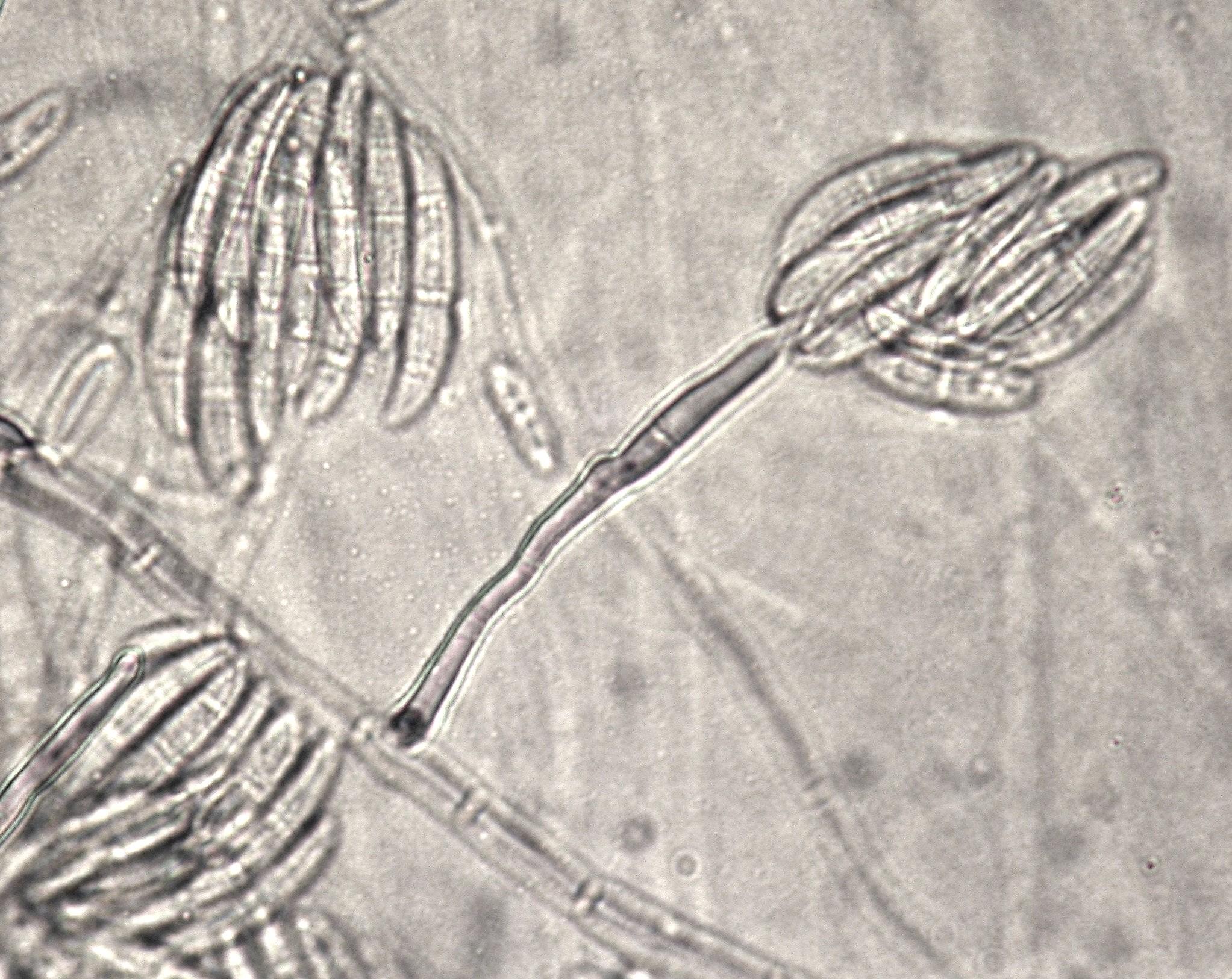 Fusarium solani