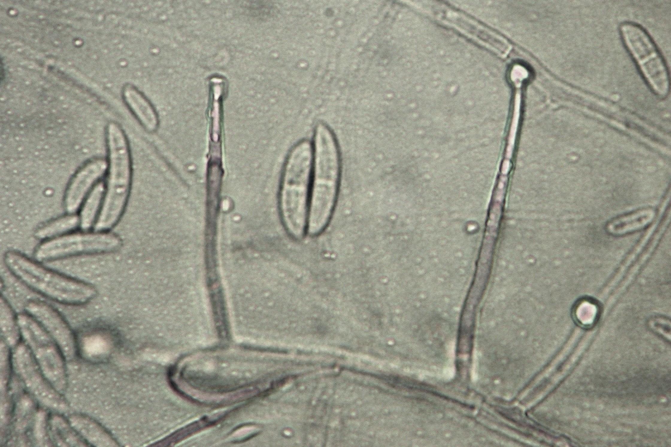 Fusarium solani