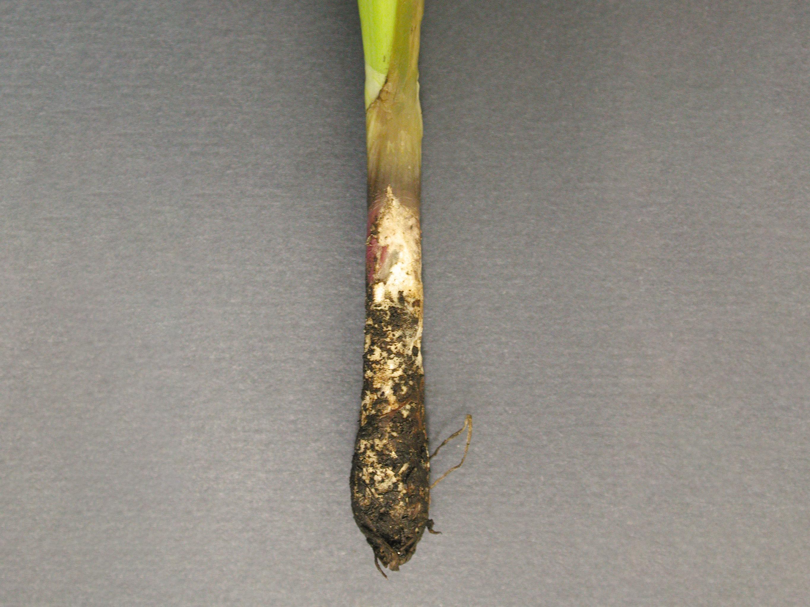Oignon sec - Pourriture blanche (Sclerotium cepivorum)