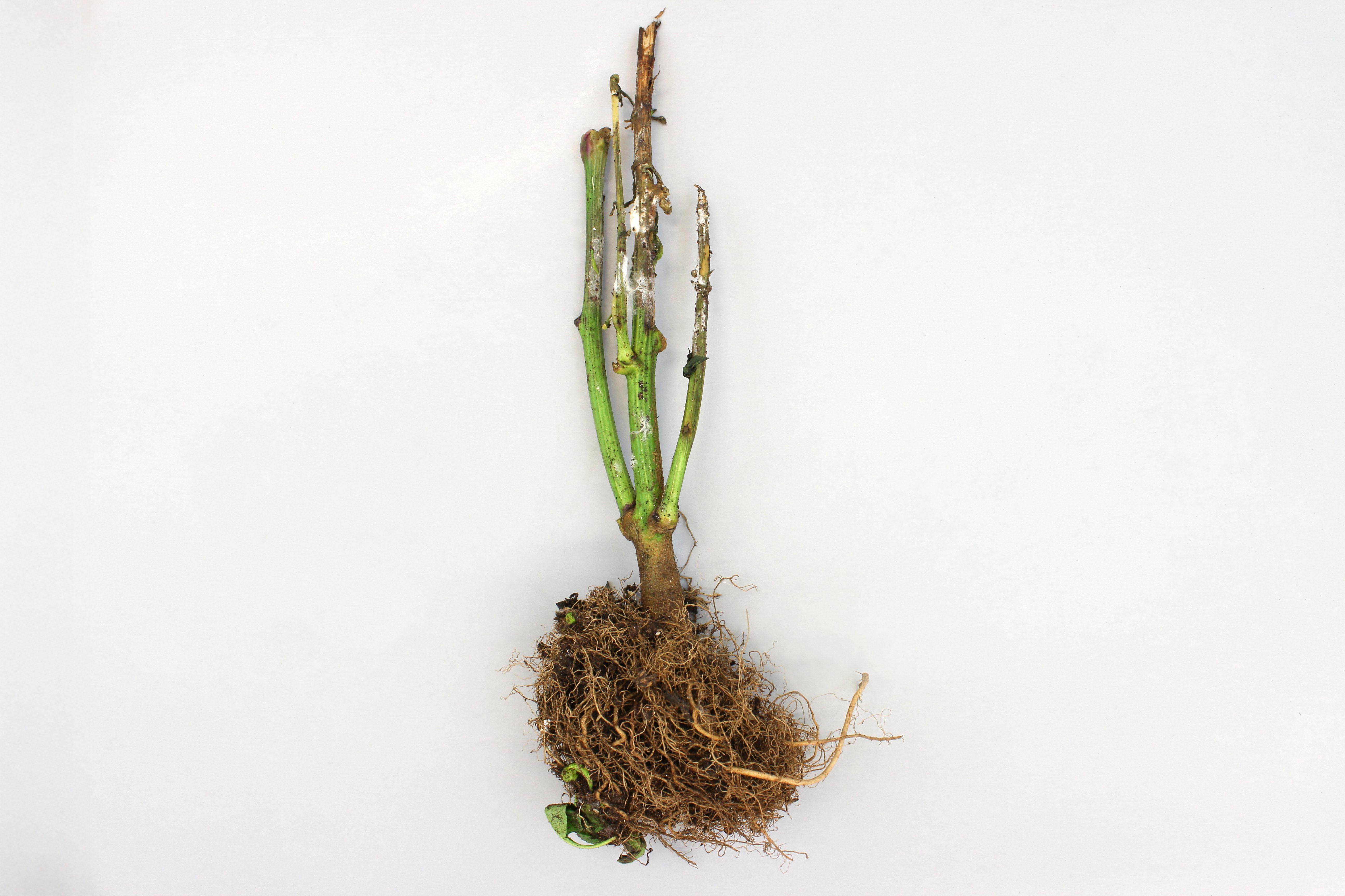 Poivron - Pourriture sclérotique (Sclerotinia sclerotiorum)
