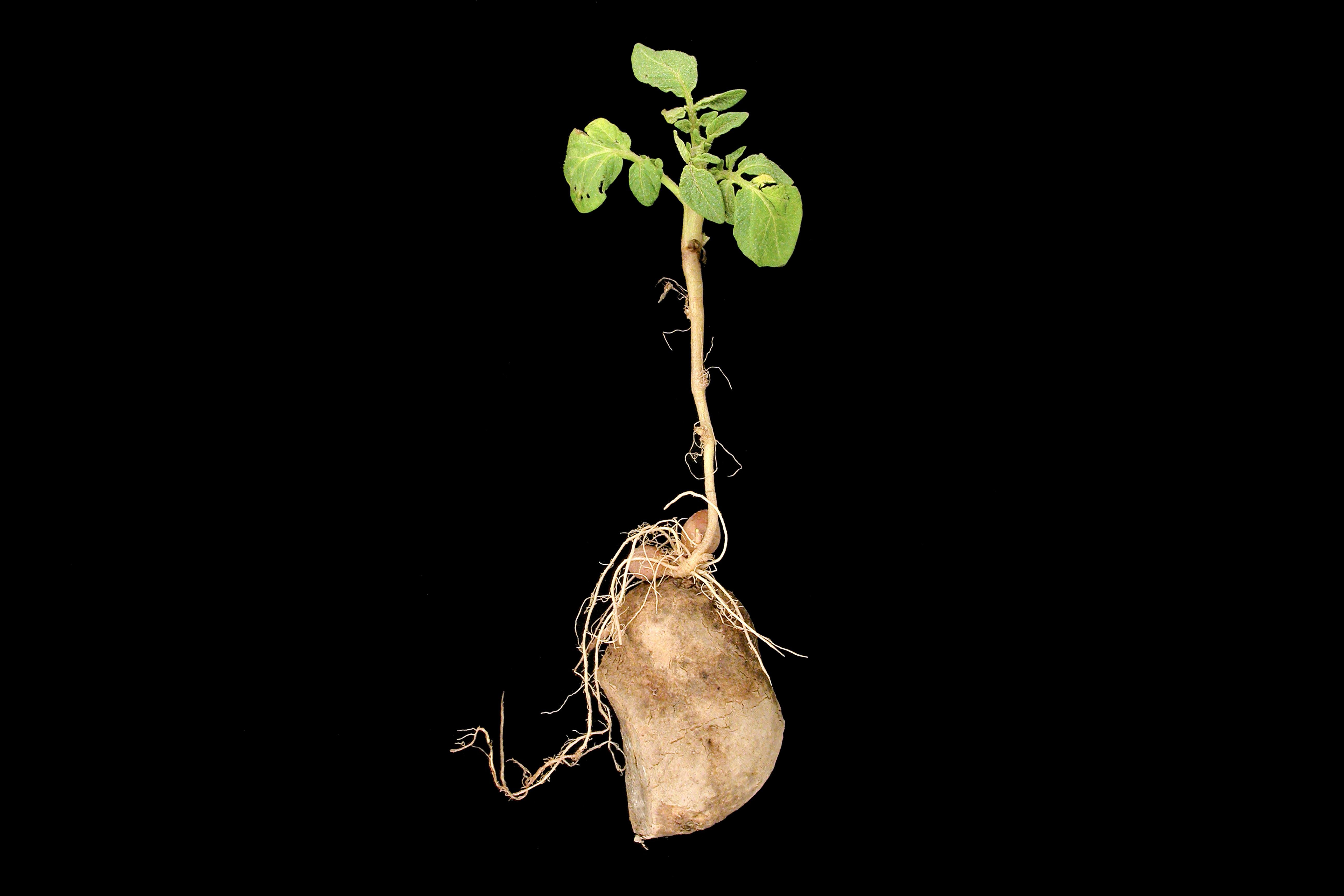 Pomme de terre - Boulage