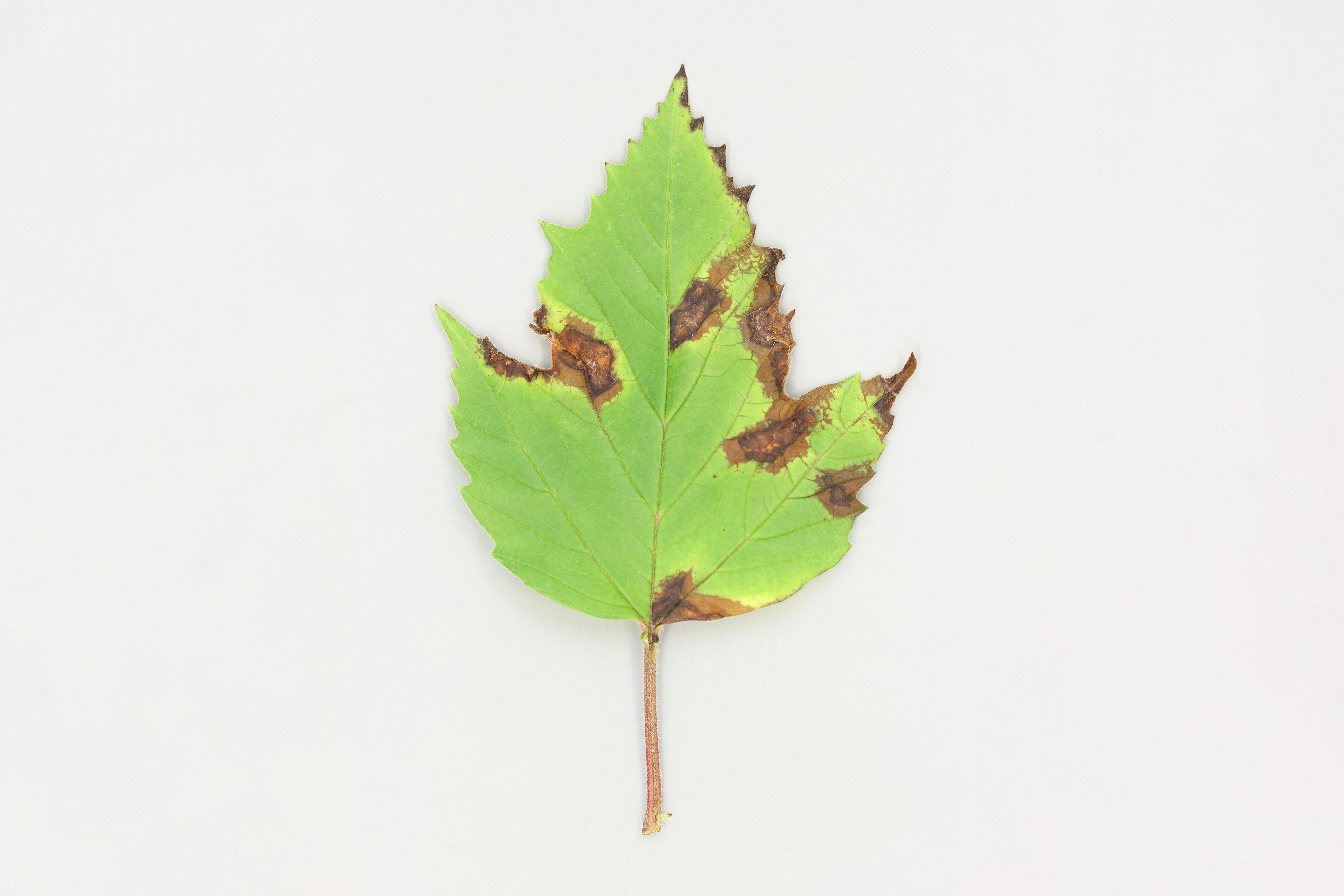 Viornes - Tache bactérienne (Pseudomonas syringae)