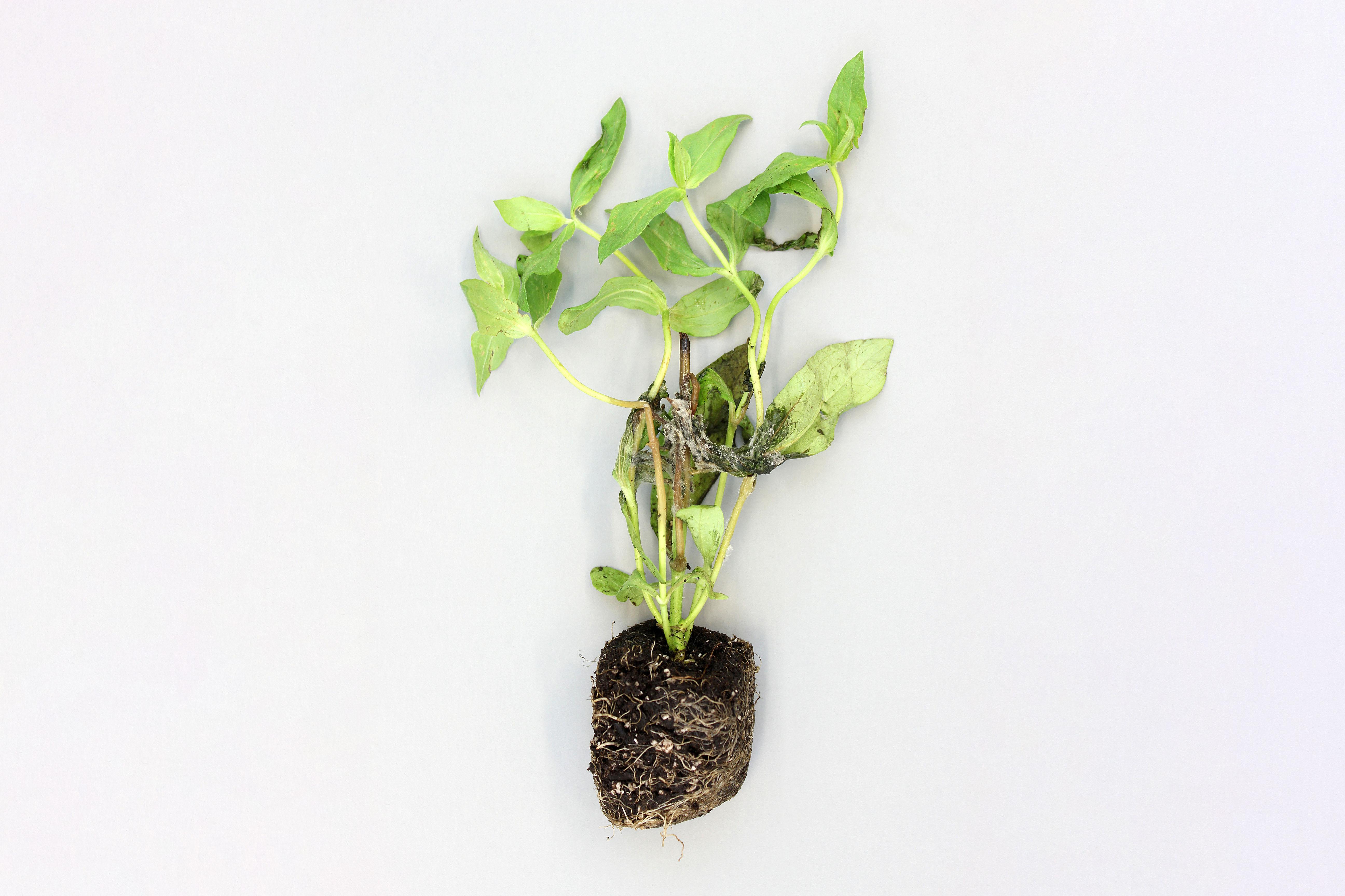 Zinnias - Moisissure grise (Botrytis cinerea)