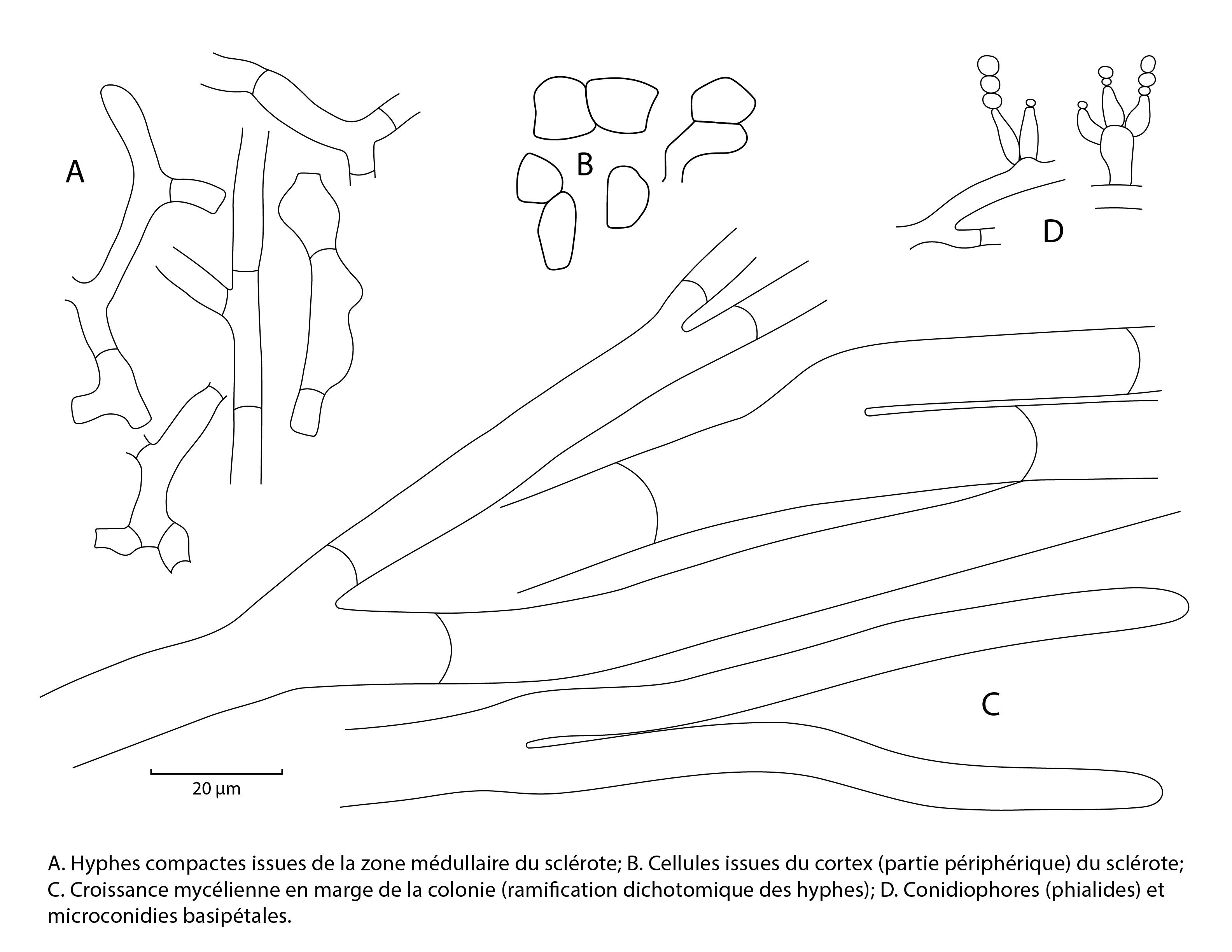 Sclerotium cepivorum