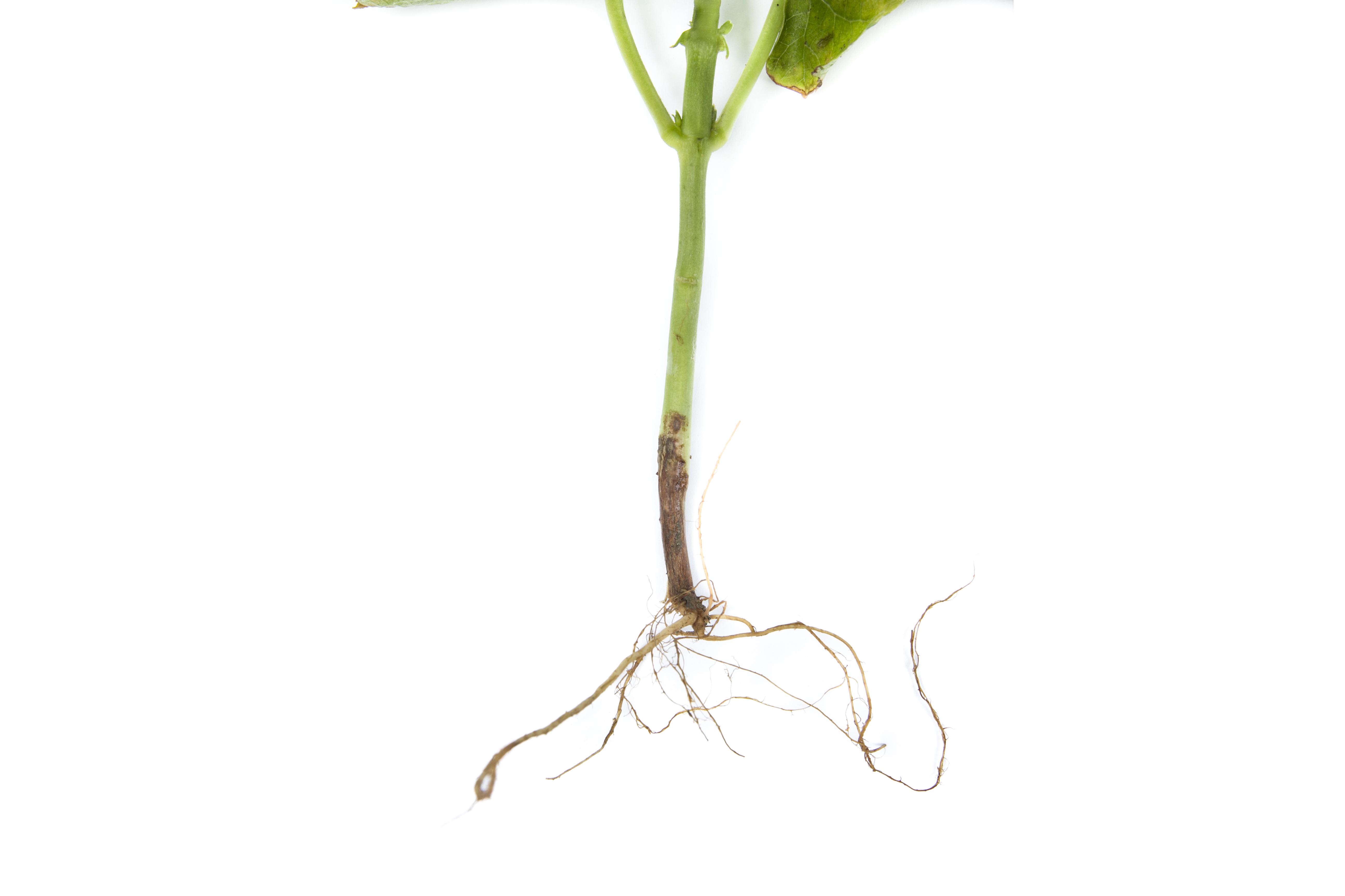 Haricot - Fusariose vasculaire (Fusarium oxysporum)_2