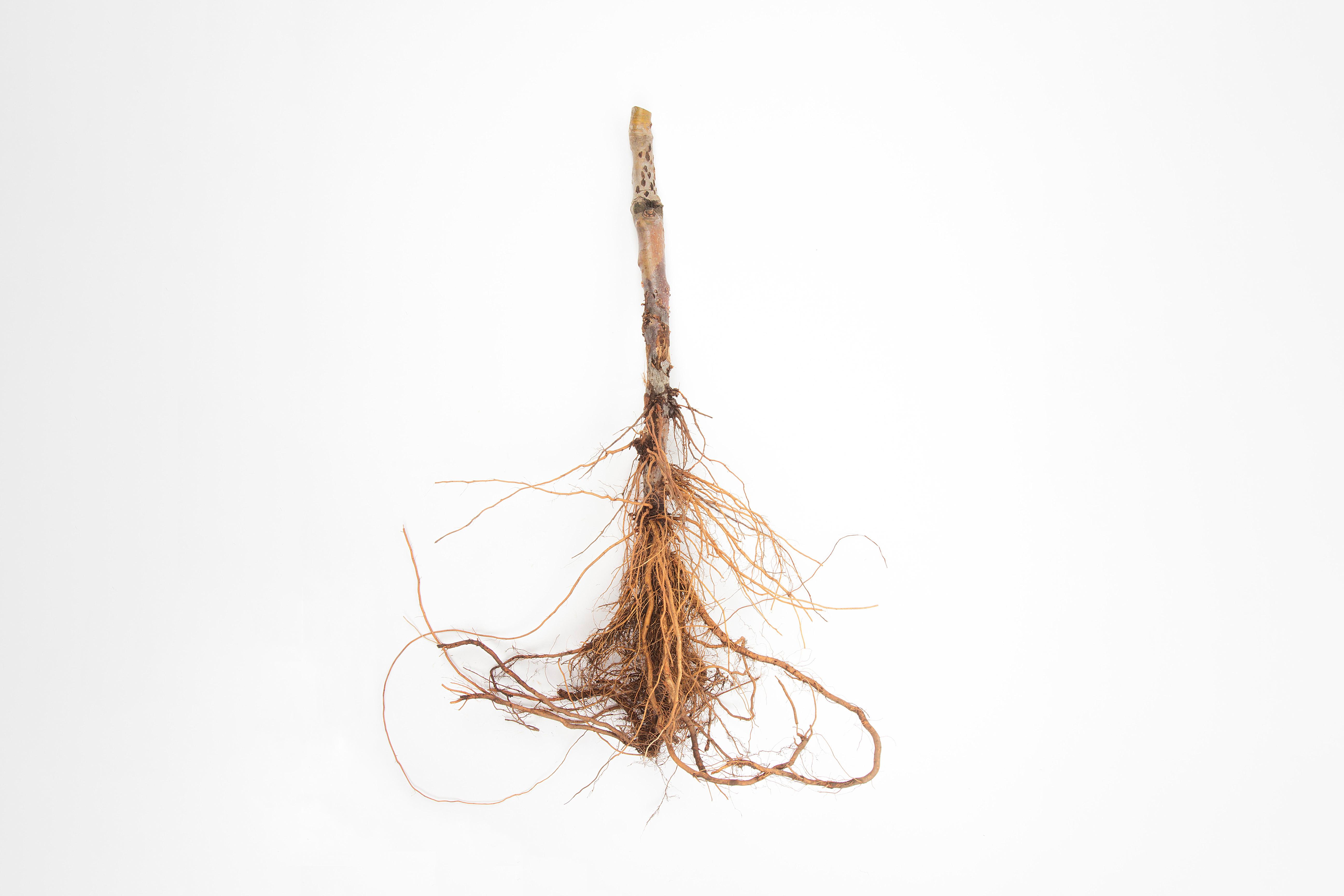 Pomme - Anthracnose (Neofabraea sp.)_4