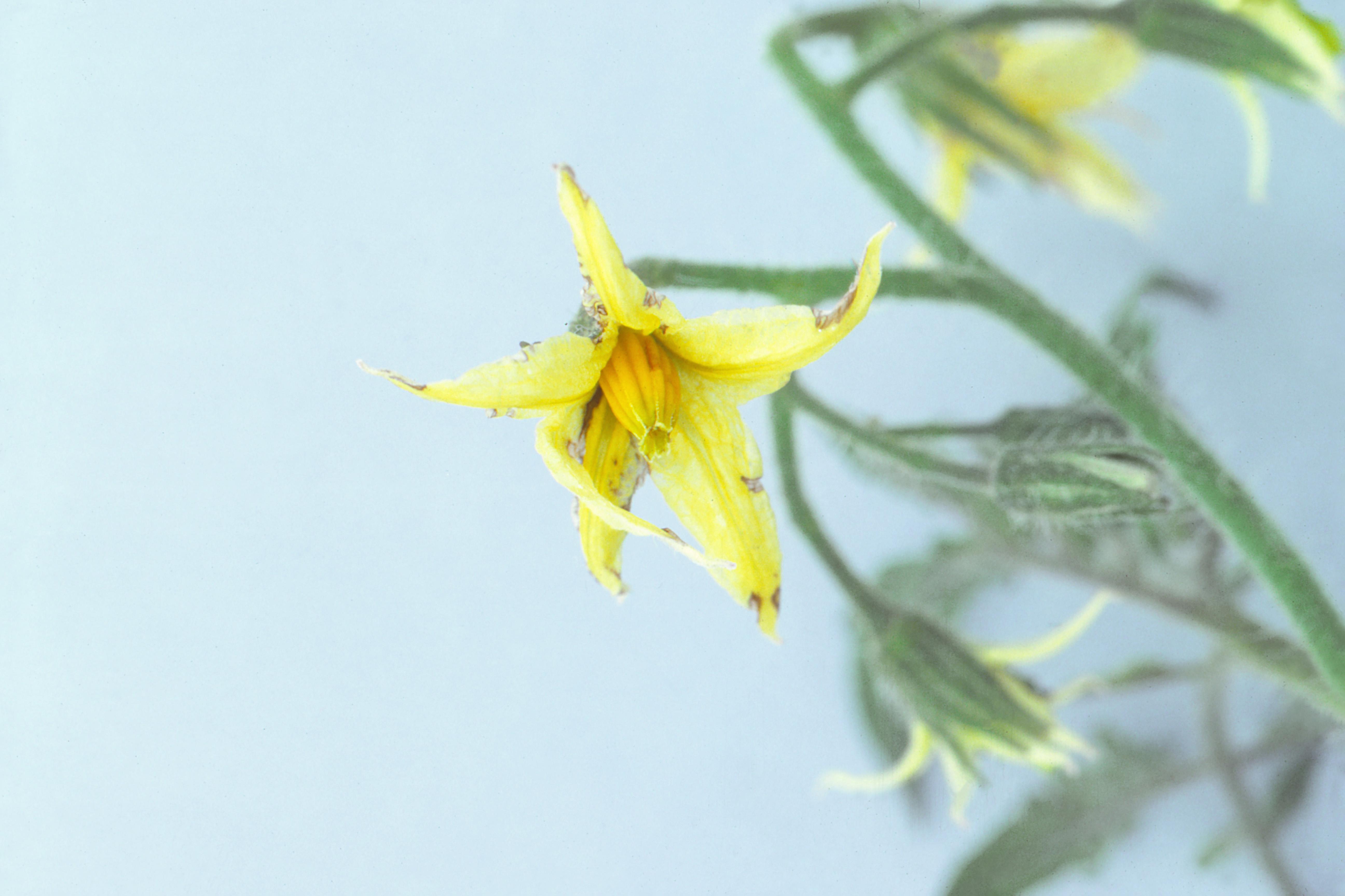 Tomate - Virus X de la pomme de terre (PVX)