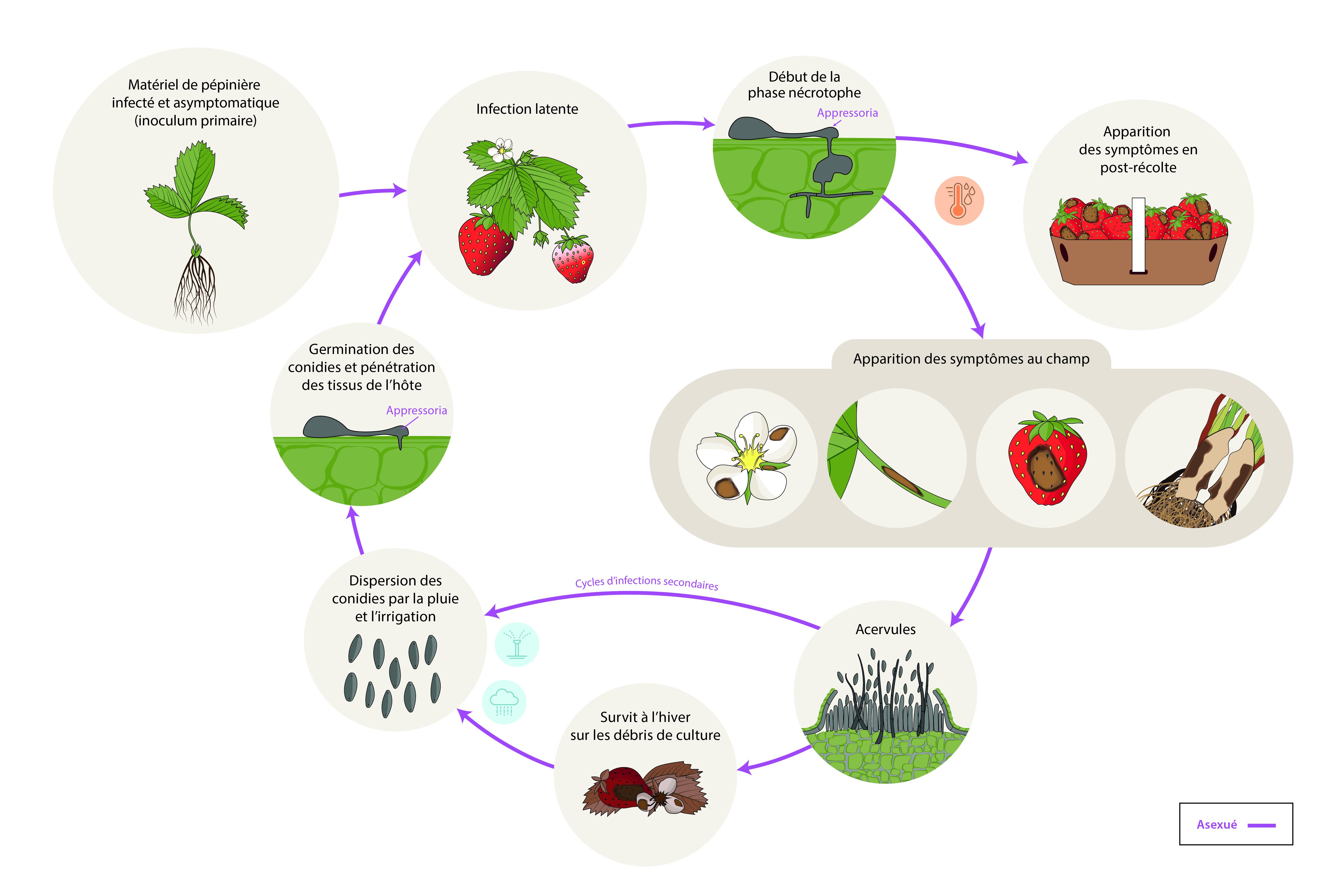 Fraise - Anthracnose (Colletotrihum spp.) - Cycle de maladie