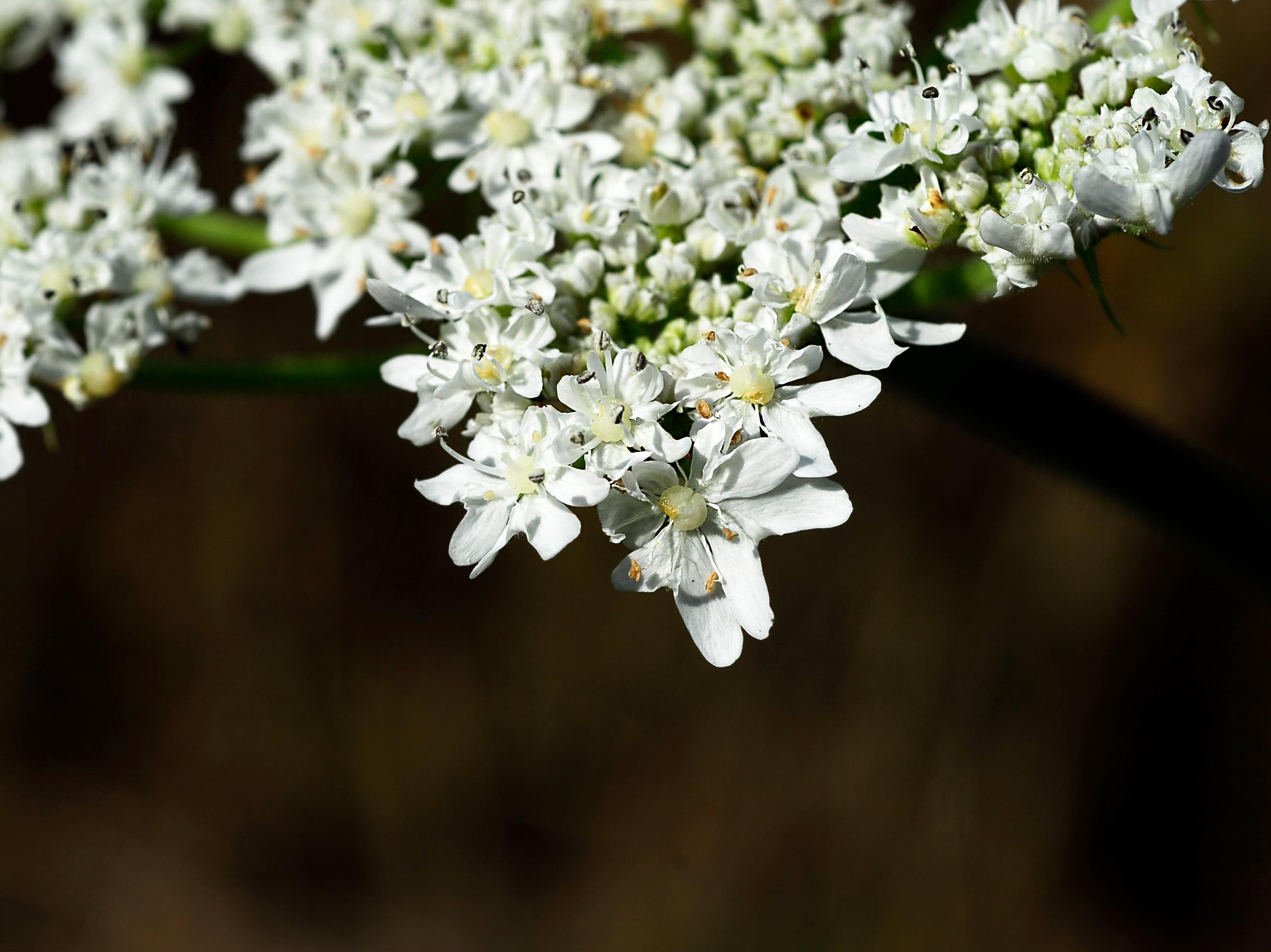 Berce Caucase(Heracleum mantegazzianum)_7