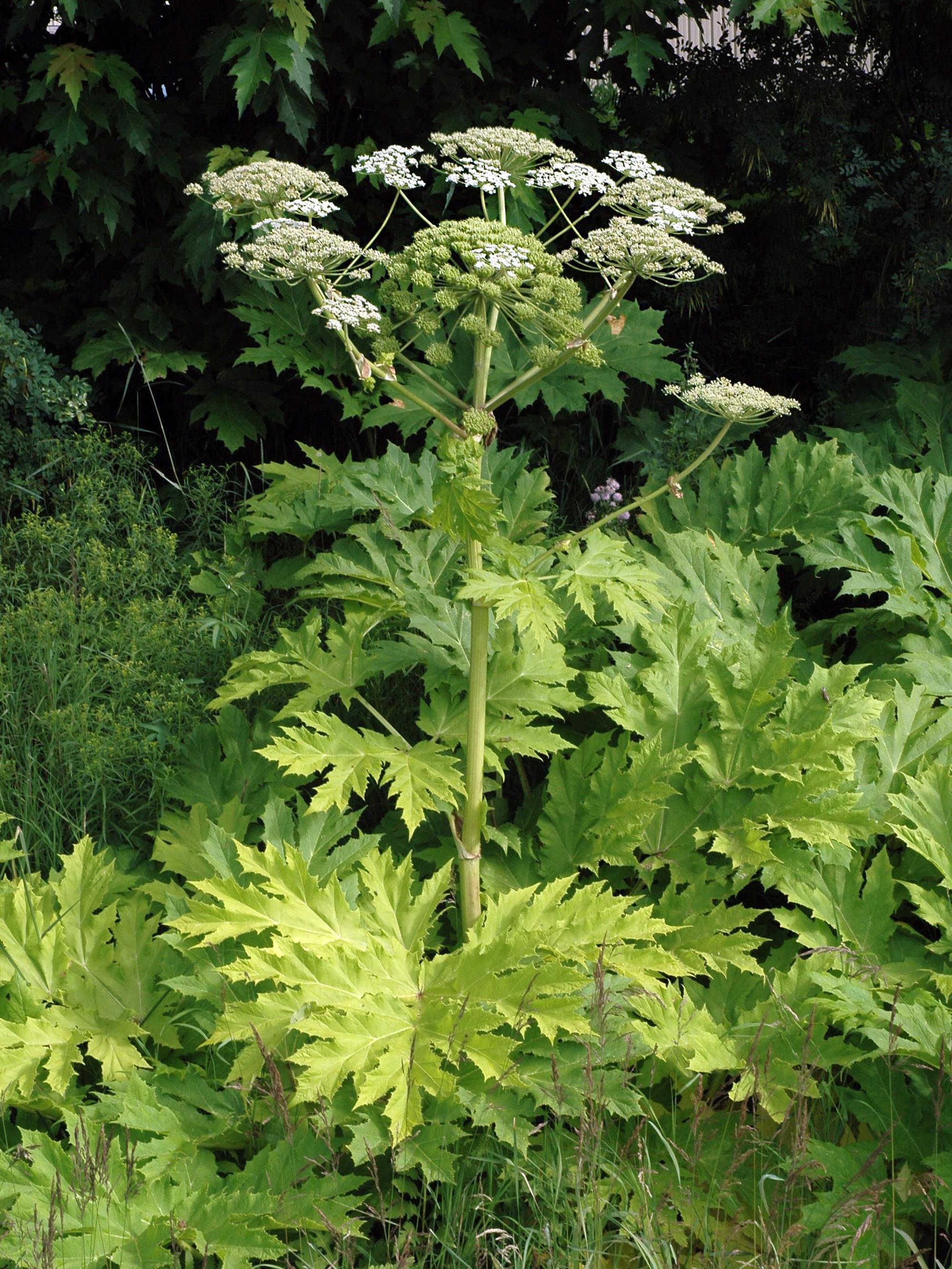 Berce Caucase(Heracleum mantegazzianum)_11