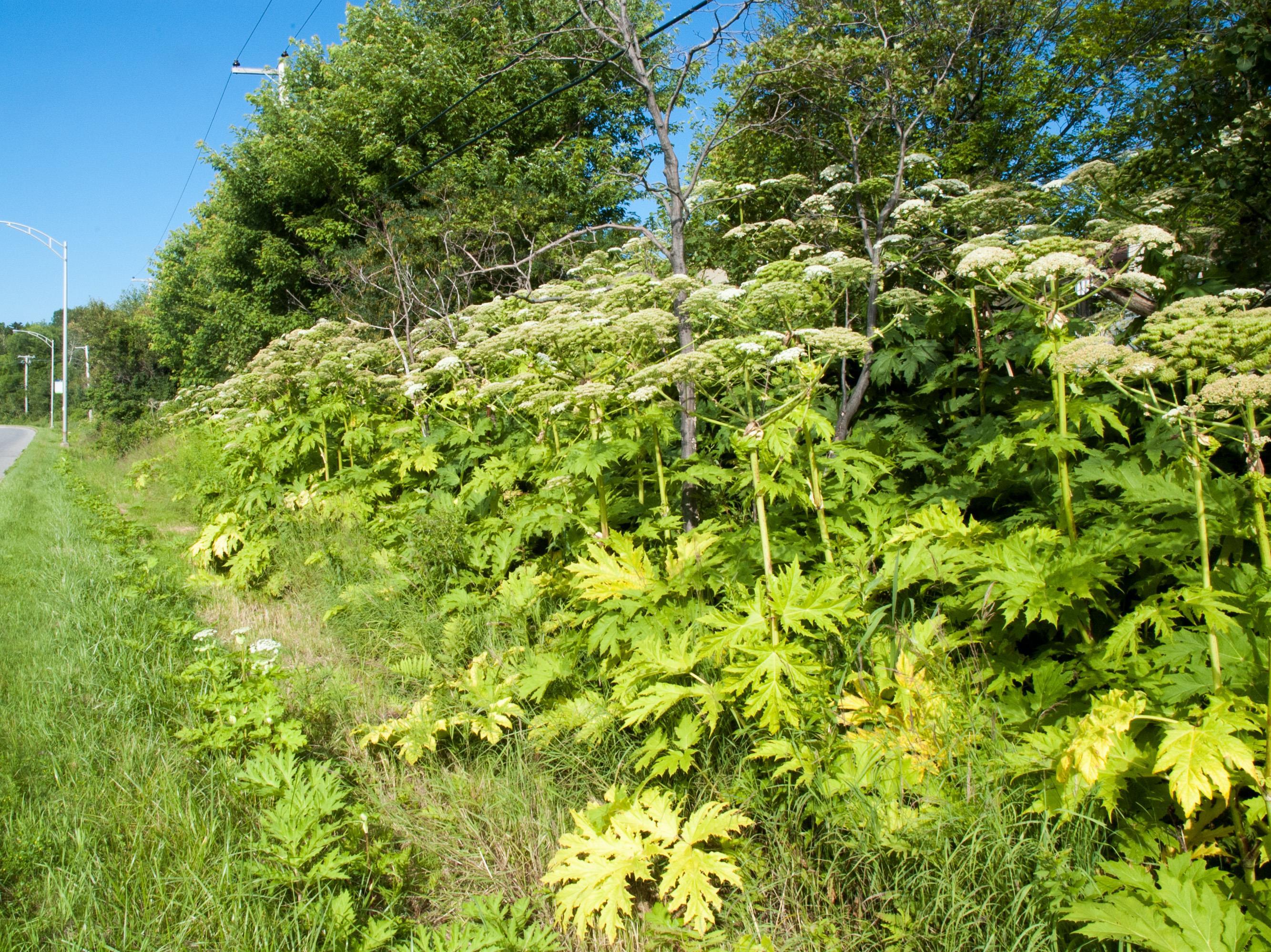 Berce Caucase(Heracleum mantegazzianum)_14