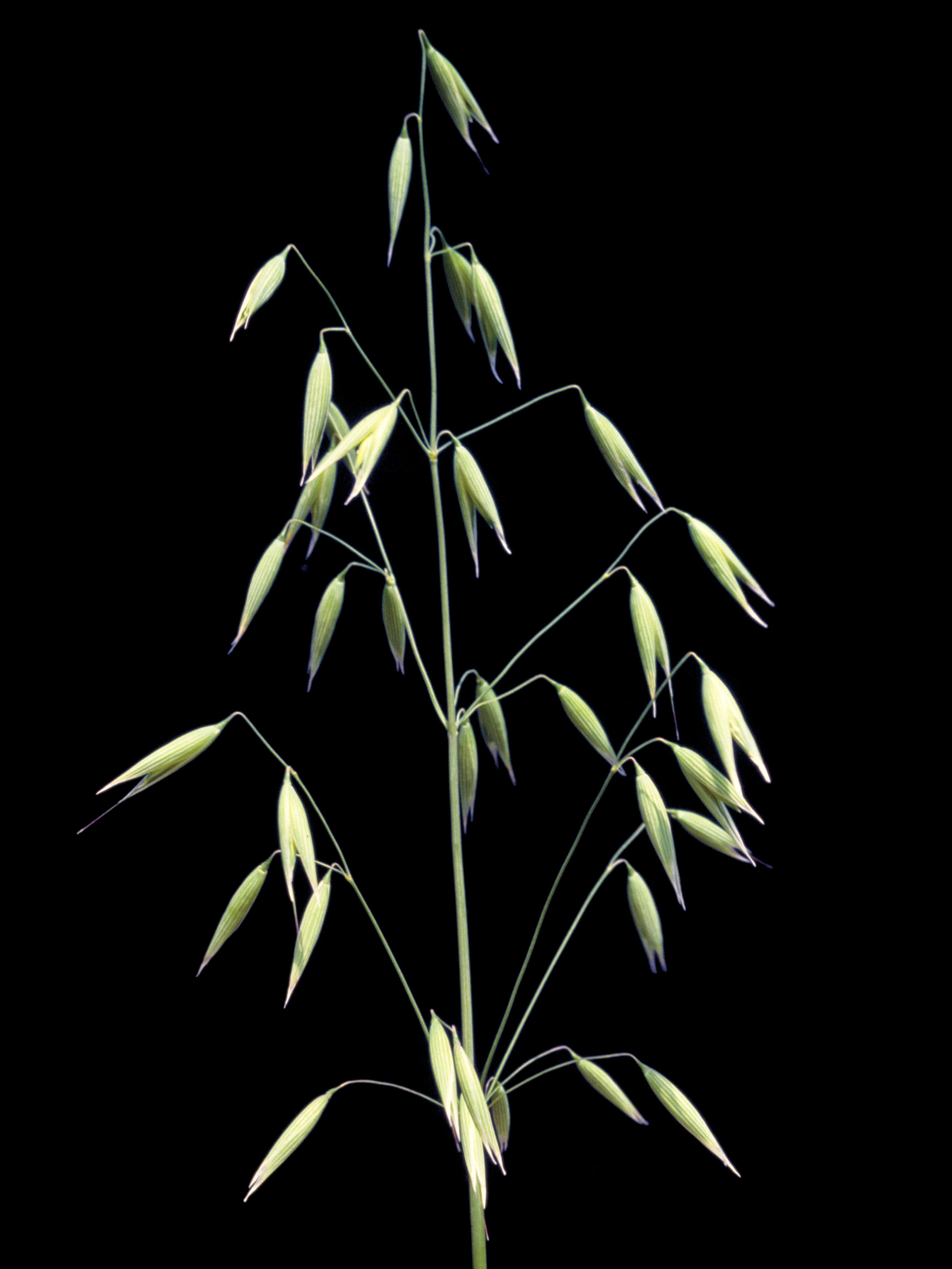 Avoine cultivée(Avena sativa)_1