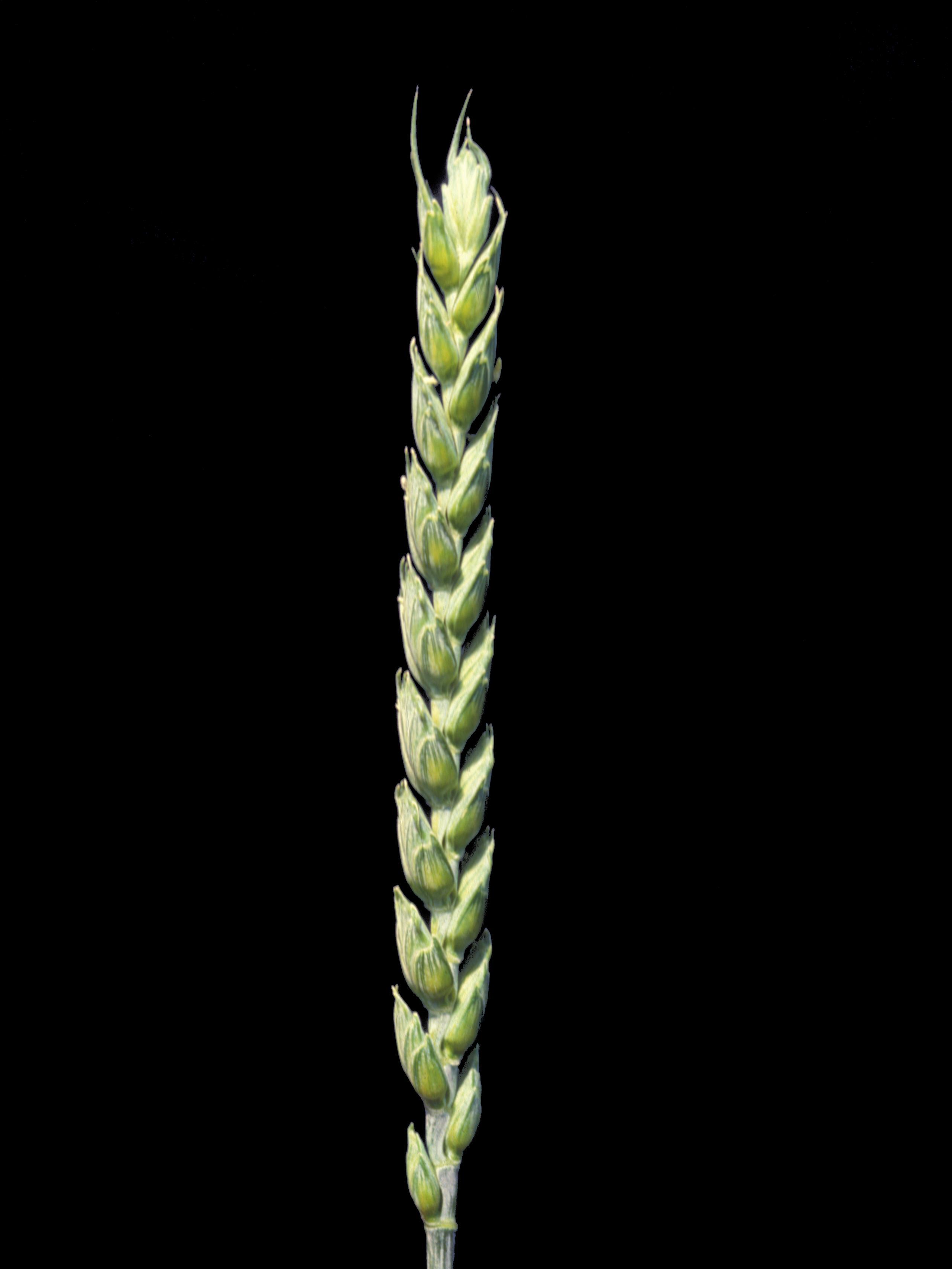 Blé commun(Triticum aestivum)_4