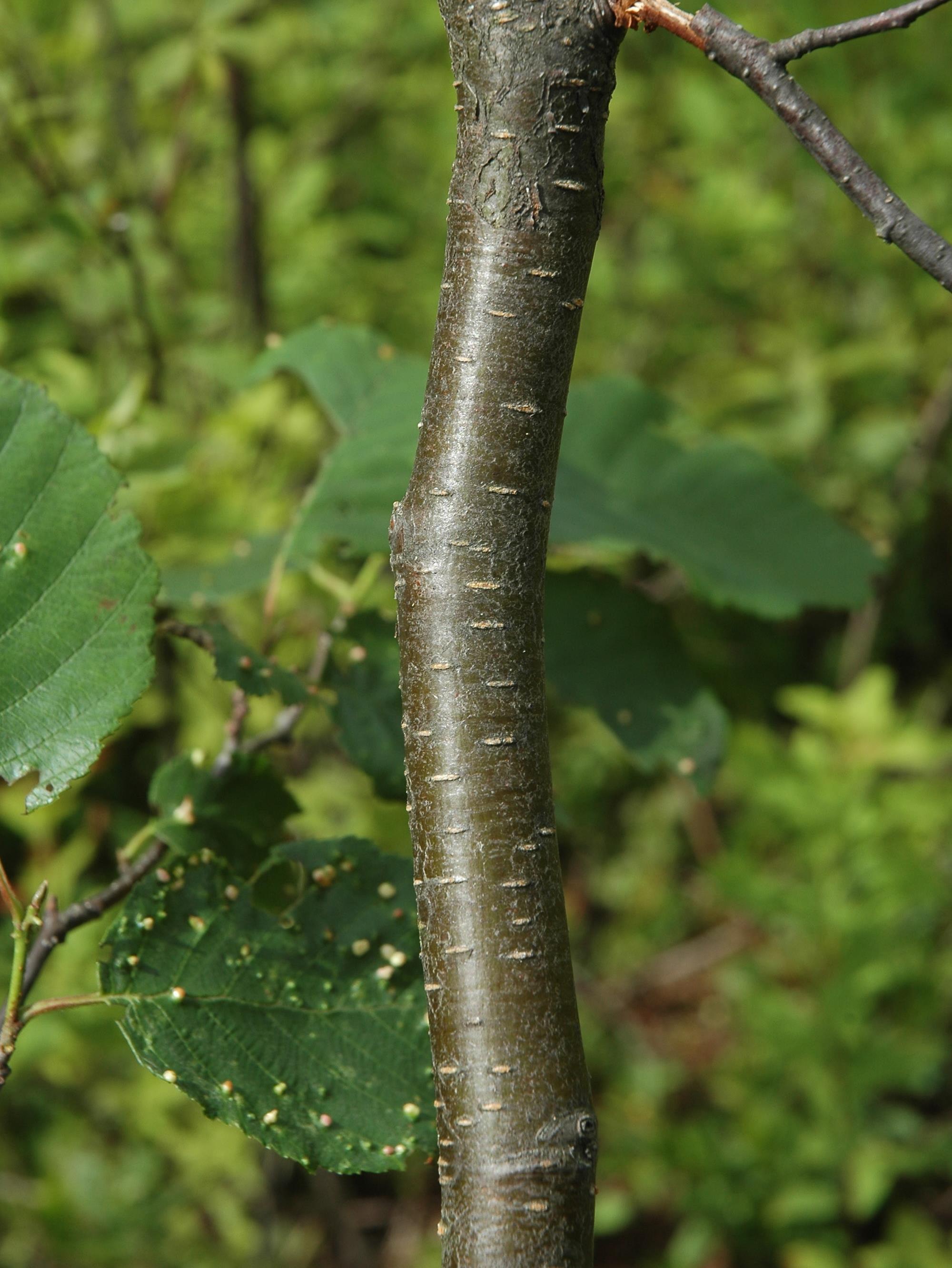 Aulne rugueux(Alnus incana)_2