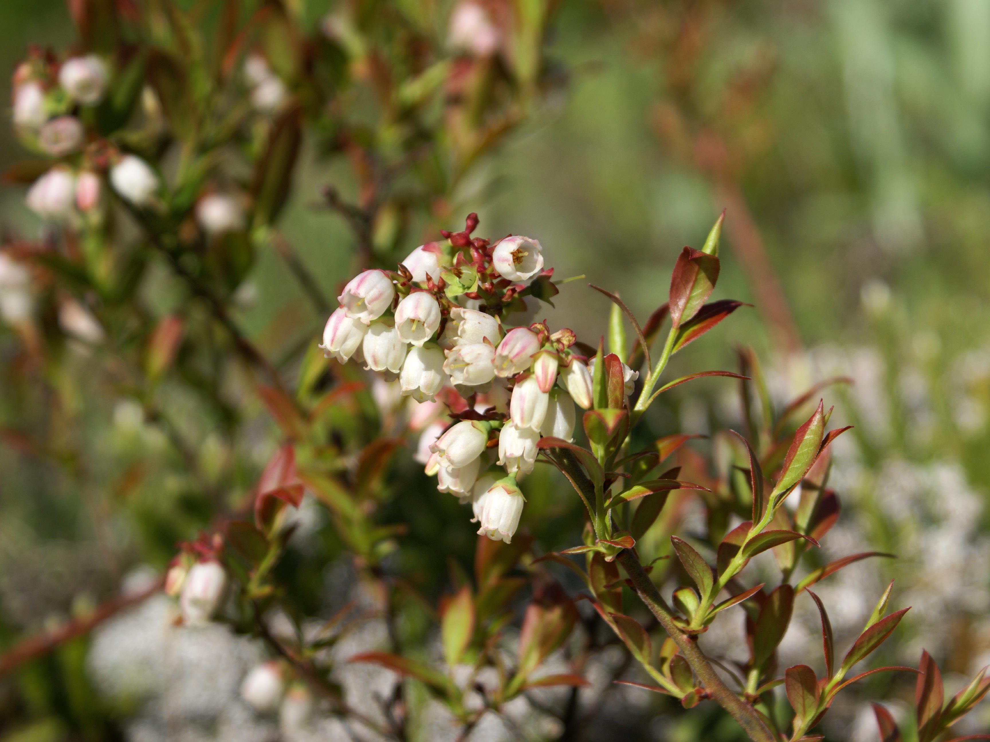 Bleuet feuilles étroites(Vaccinium angustifolium)_5