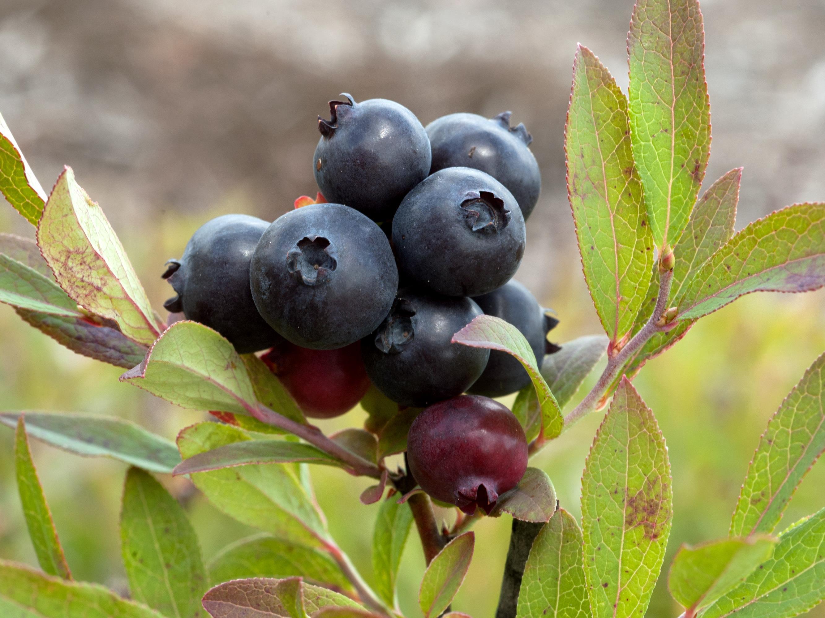 Bleuet feuilles étroites(Vaccinium angustifolium)_7