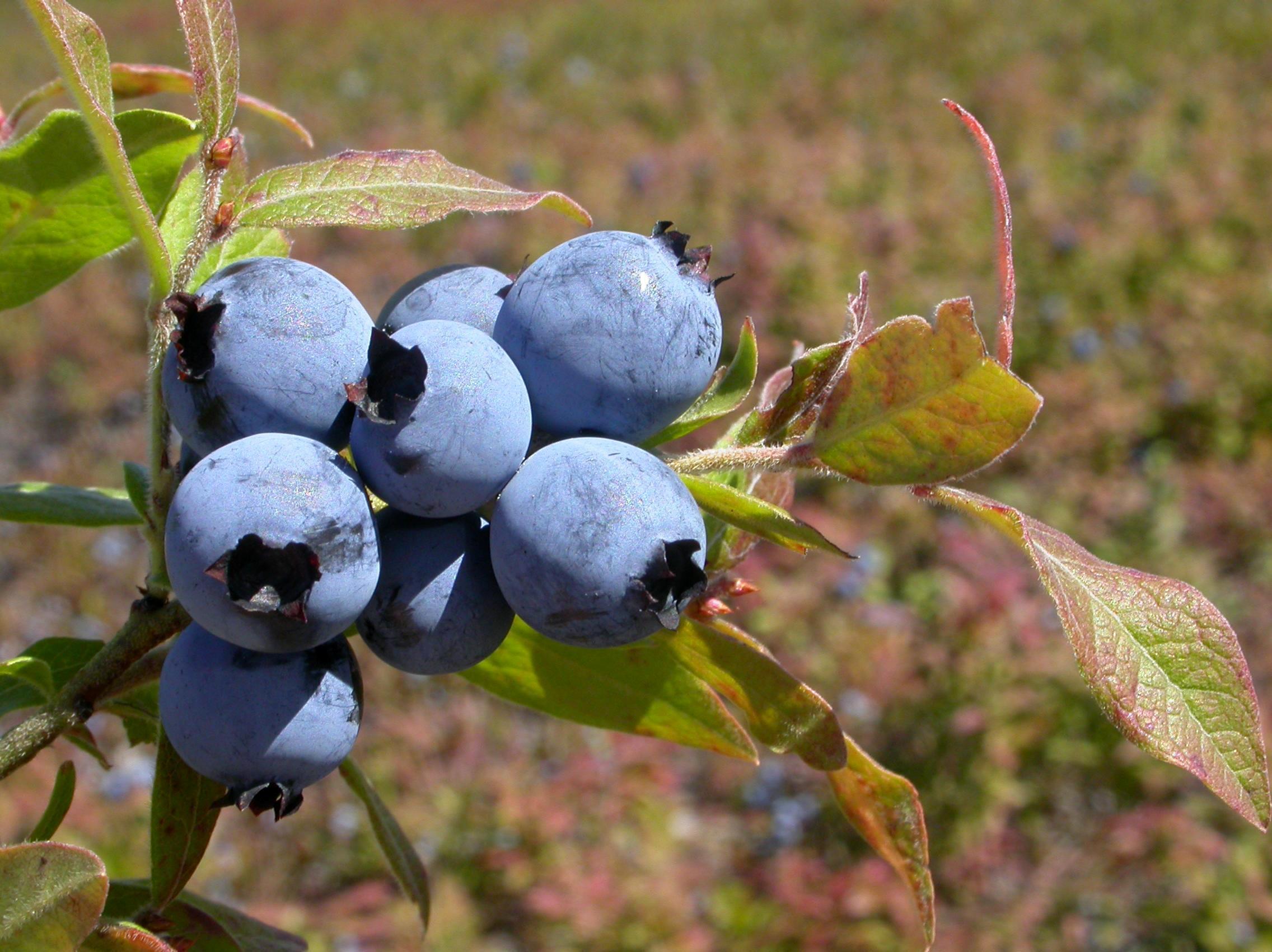 Bleuet fausse-myrtille(Vaccinium myrtilloides)_3