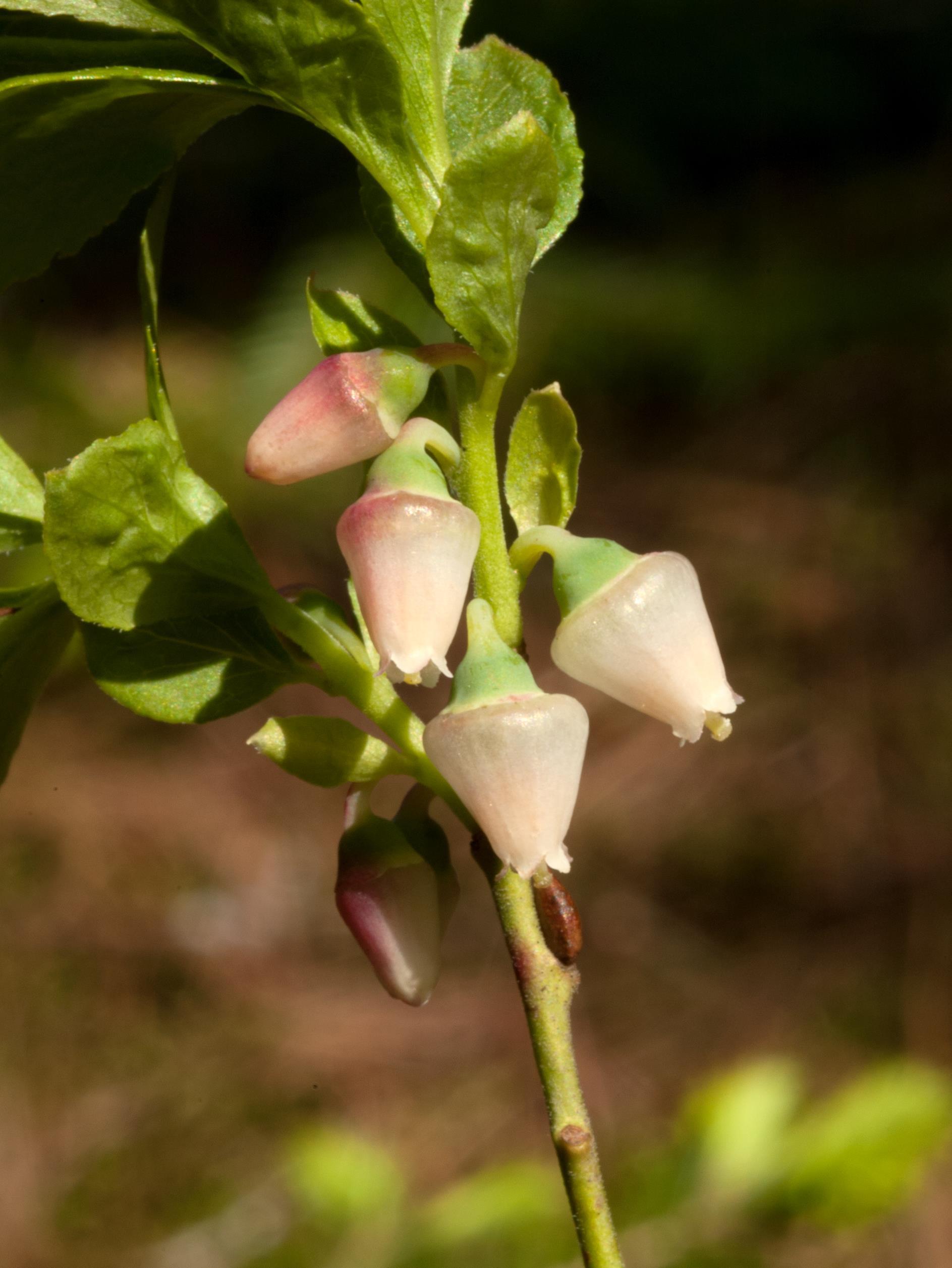 Airelle gazonnante(Vaccinium caespitosum)_2