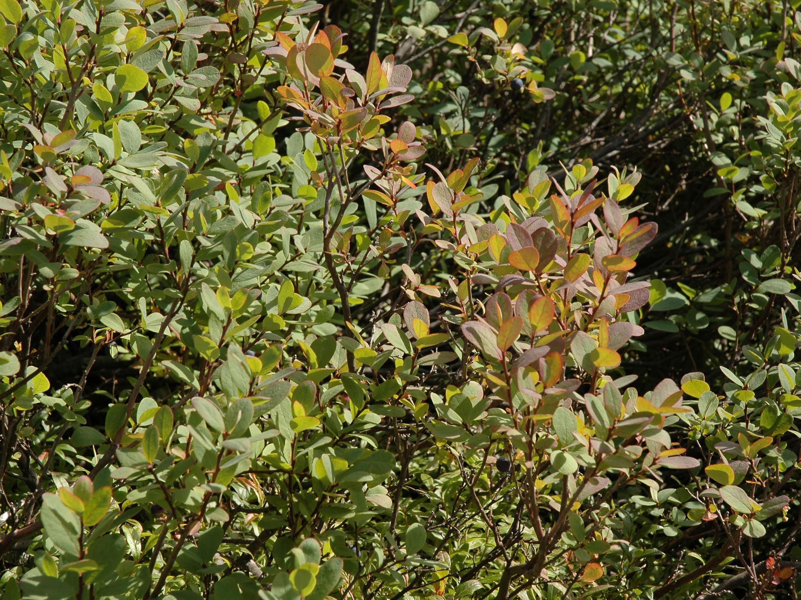 Airelle des marécages(Vaccinium uliginosum)_1