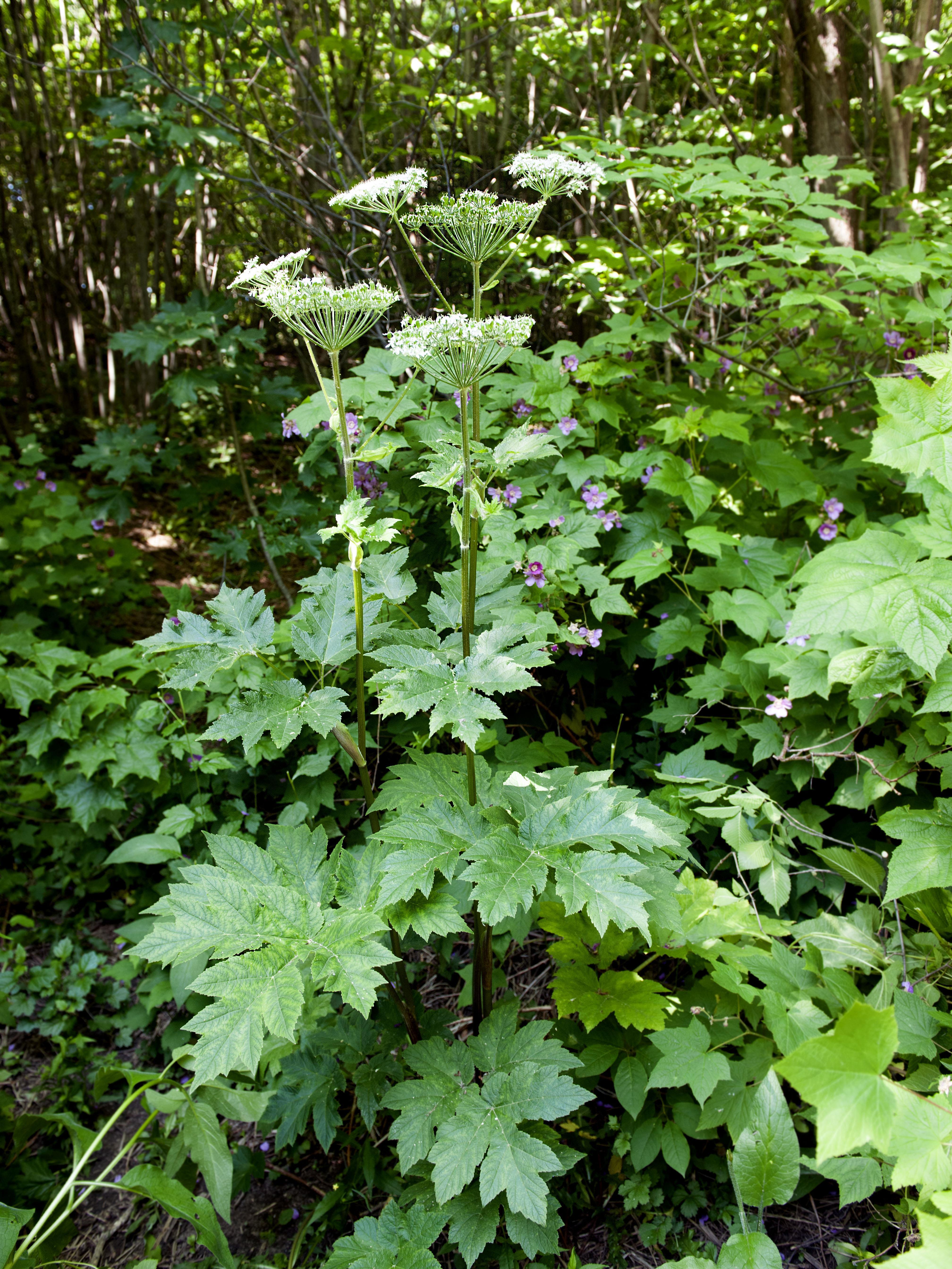 Berce laineuse(Heracleum maximum)_1