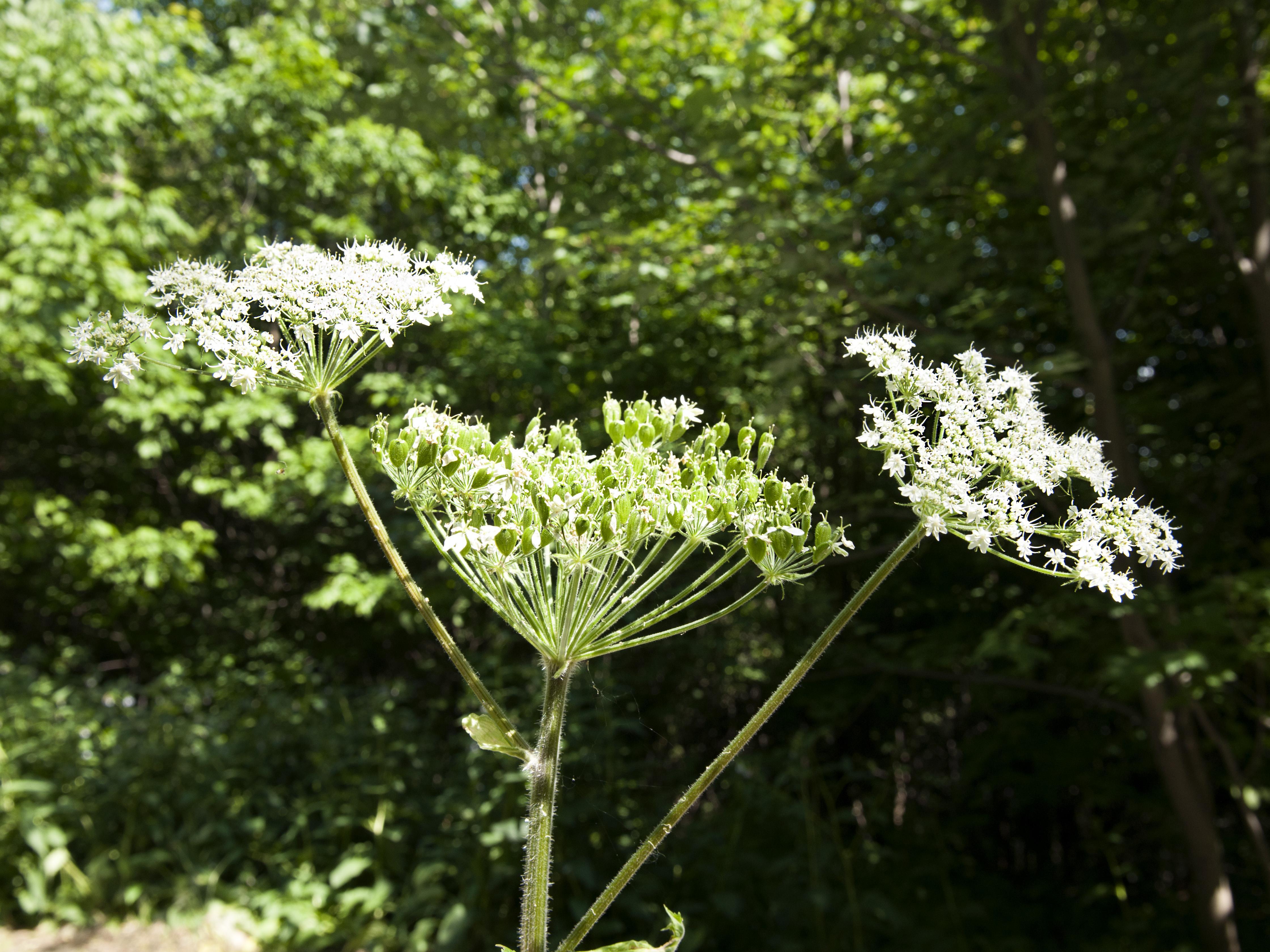 Berce laineuse(Heracleum maximum)_9