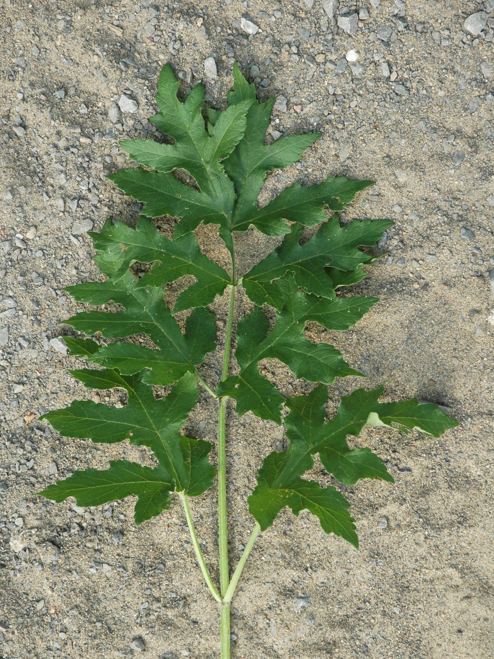 Berce commune(Heracleum sphondylium)_3