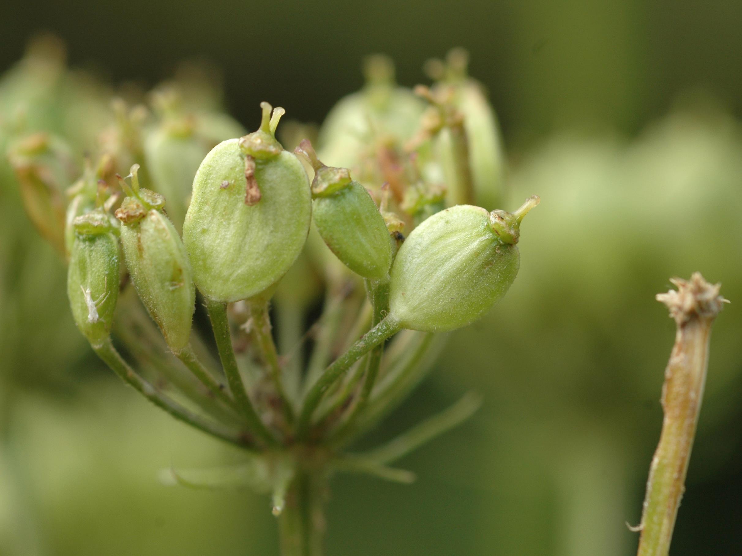 Berce commune(Heracleum sphondylium)_4