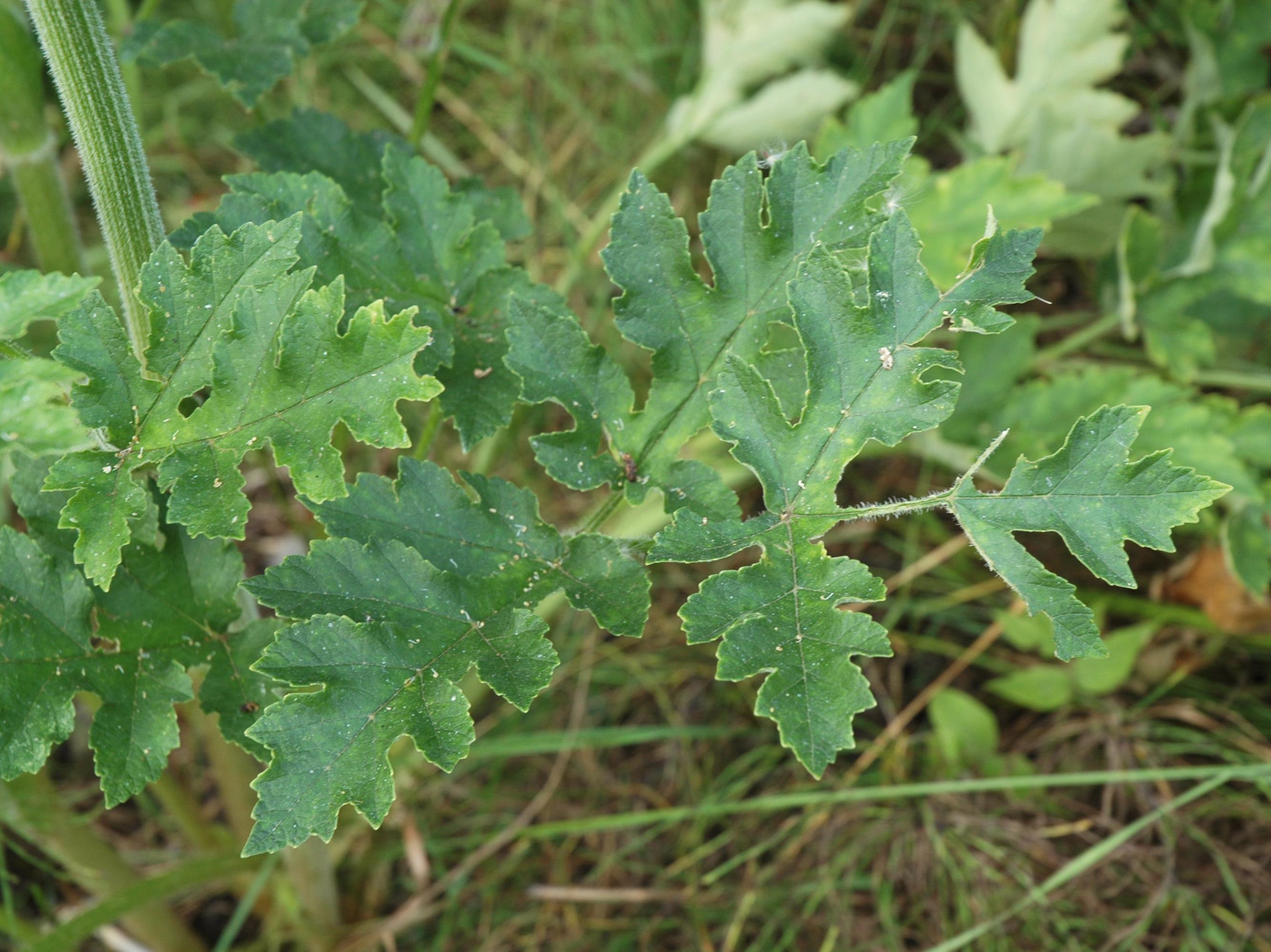 Berce commune(Heracleum sphondylium)_5