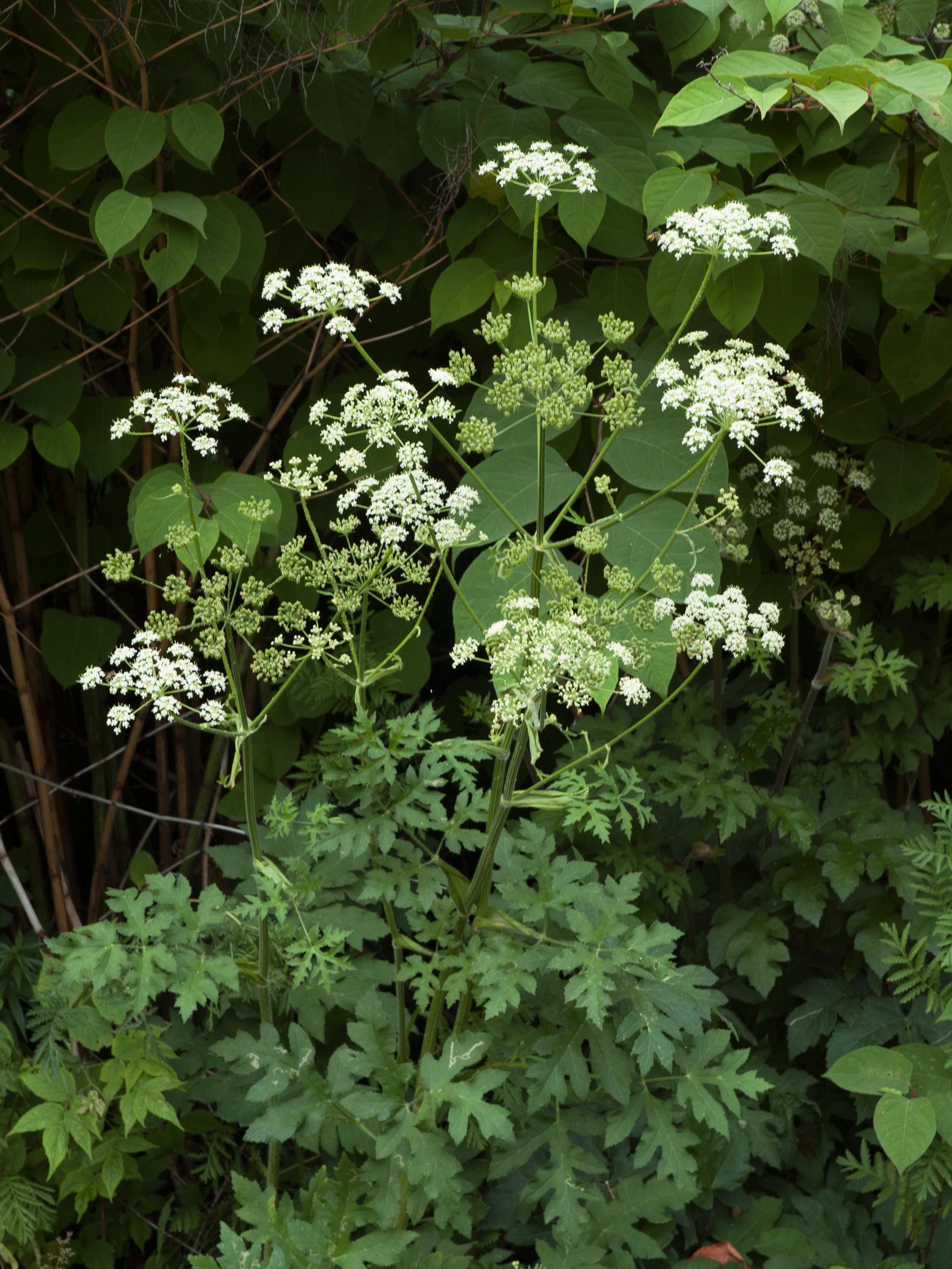 Berce commune(Heracleum sphondylium)_7