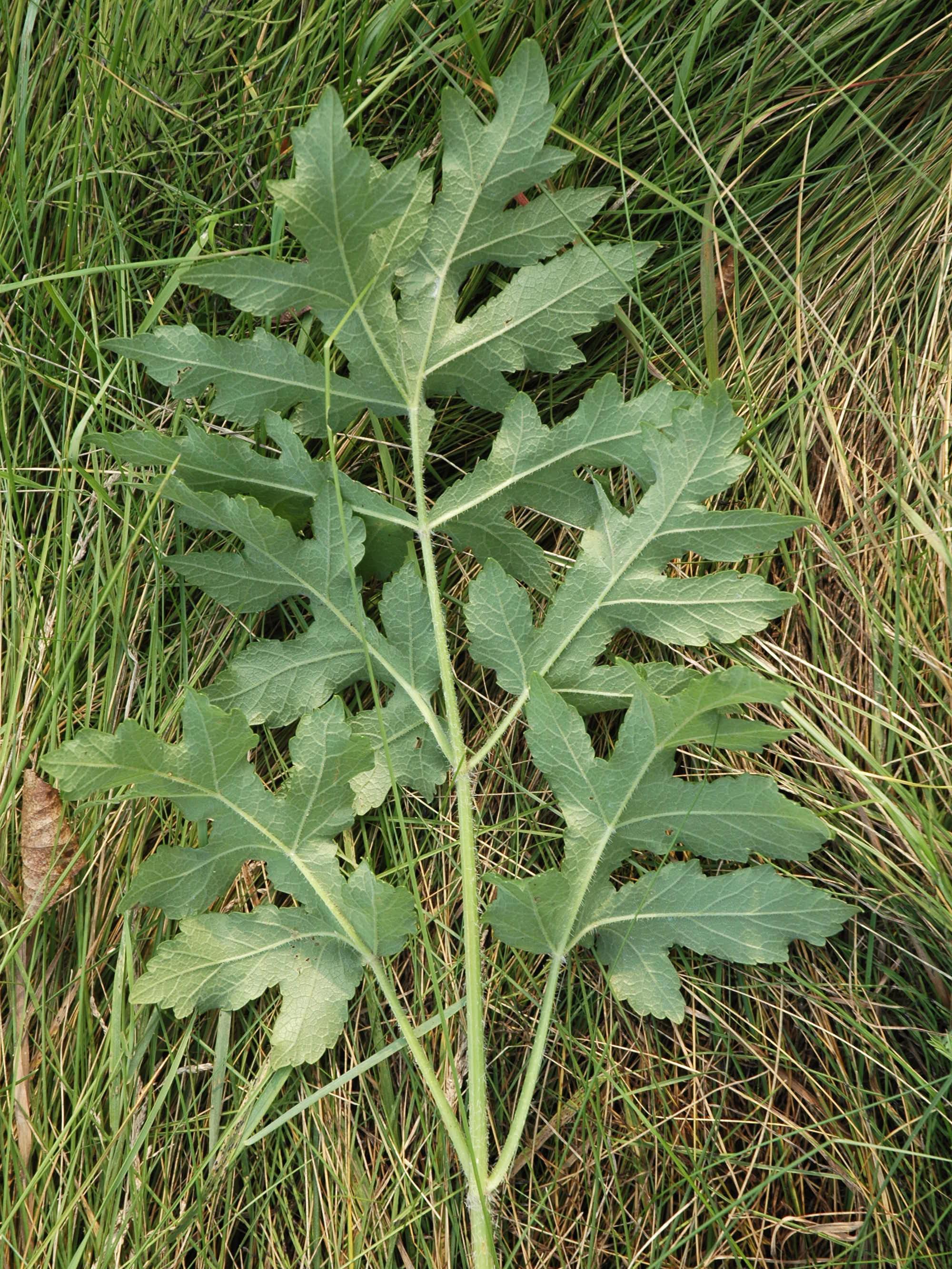 Berce commune(Heracleum sphondylium)_11