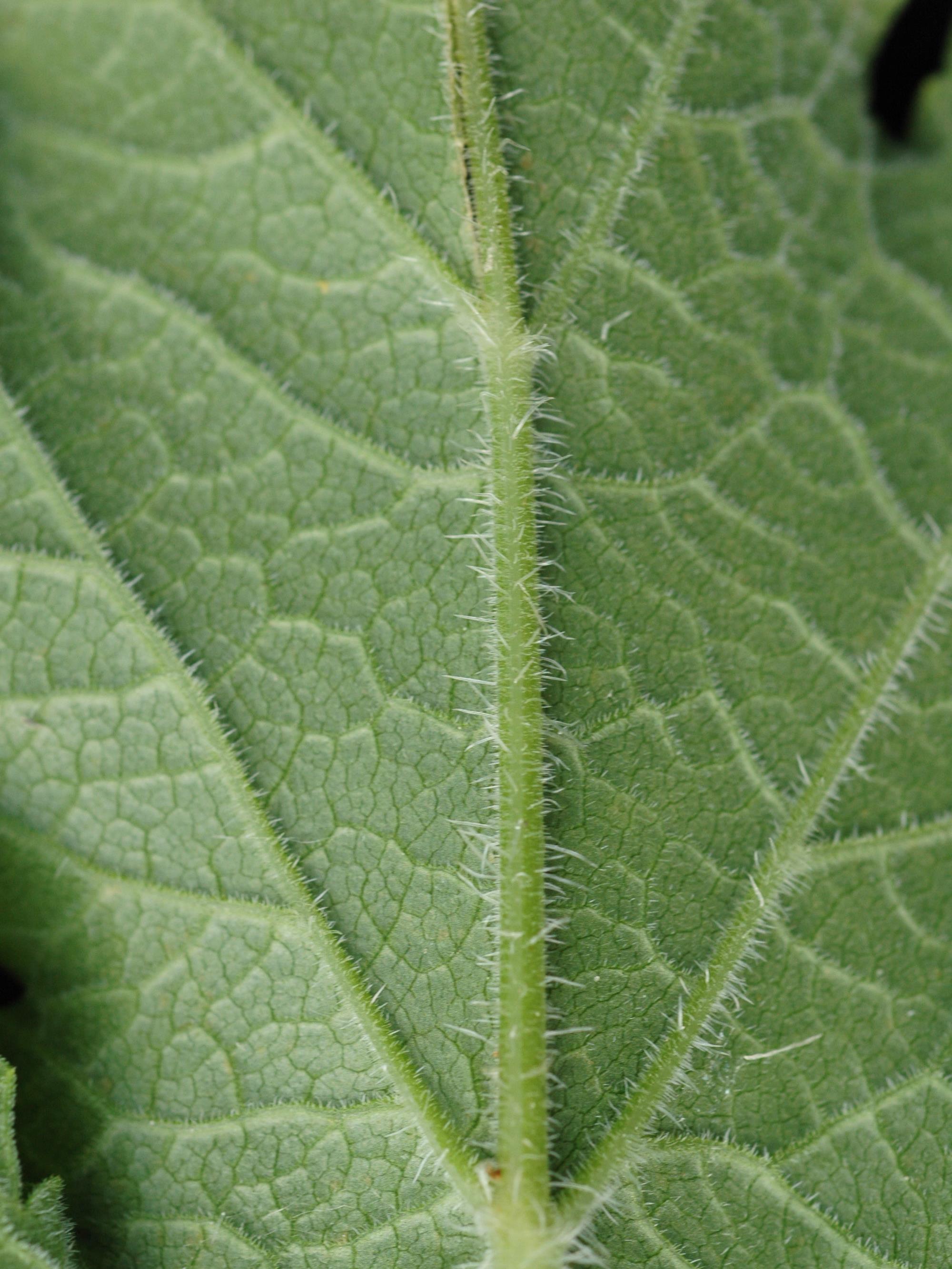 Berce commune(Heracleum sphondylium)_13