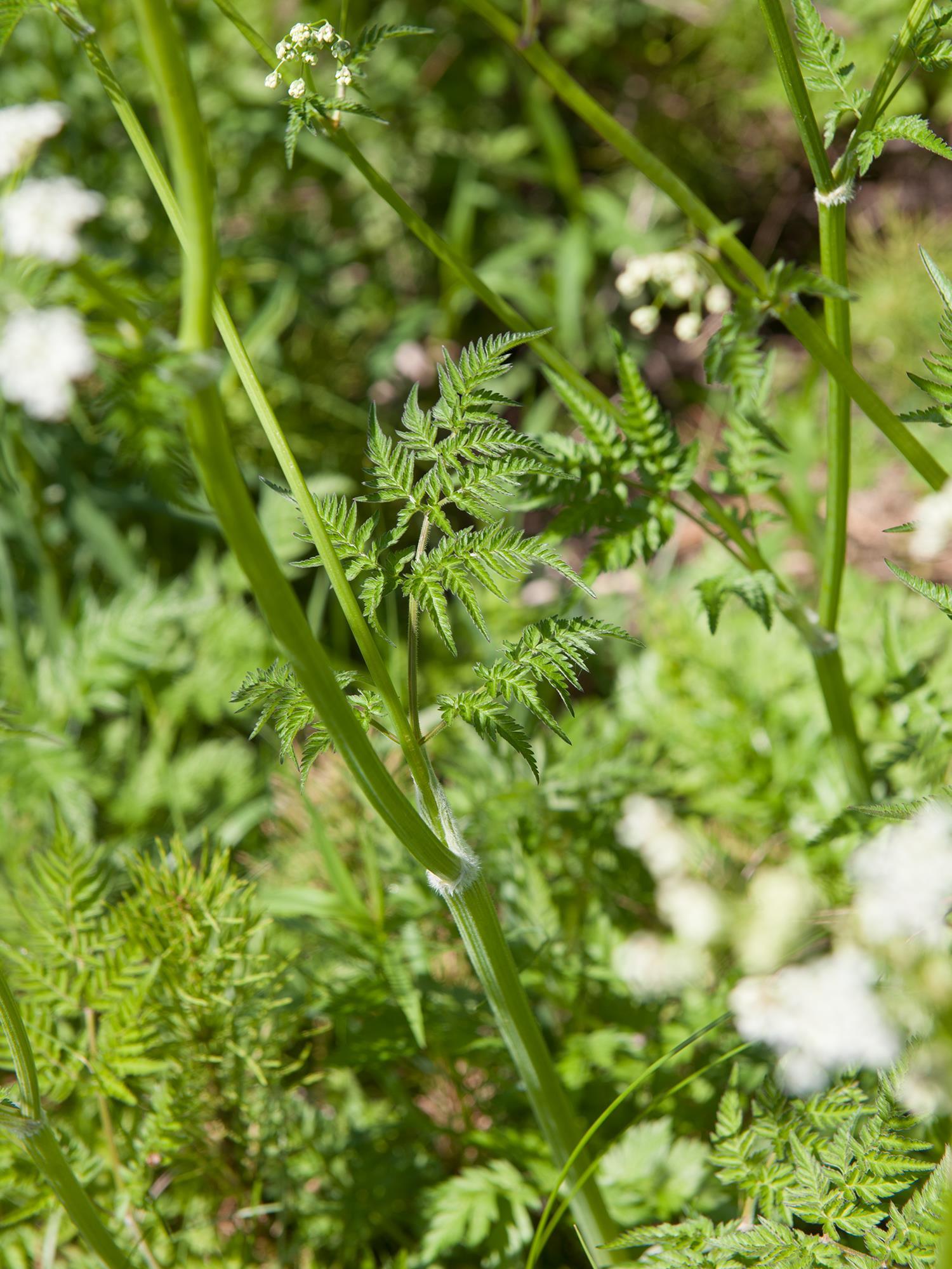 Anthrisque des bois(Anthriscus sylvestris)_1