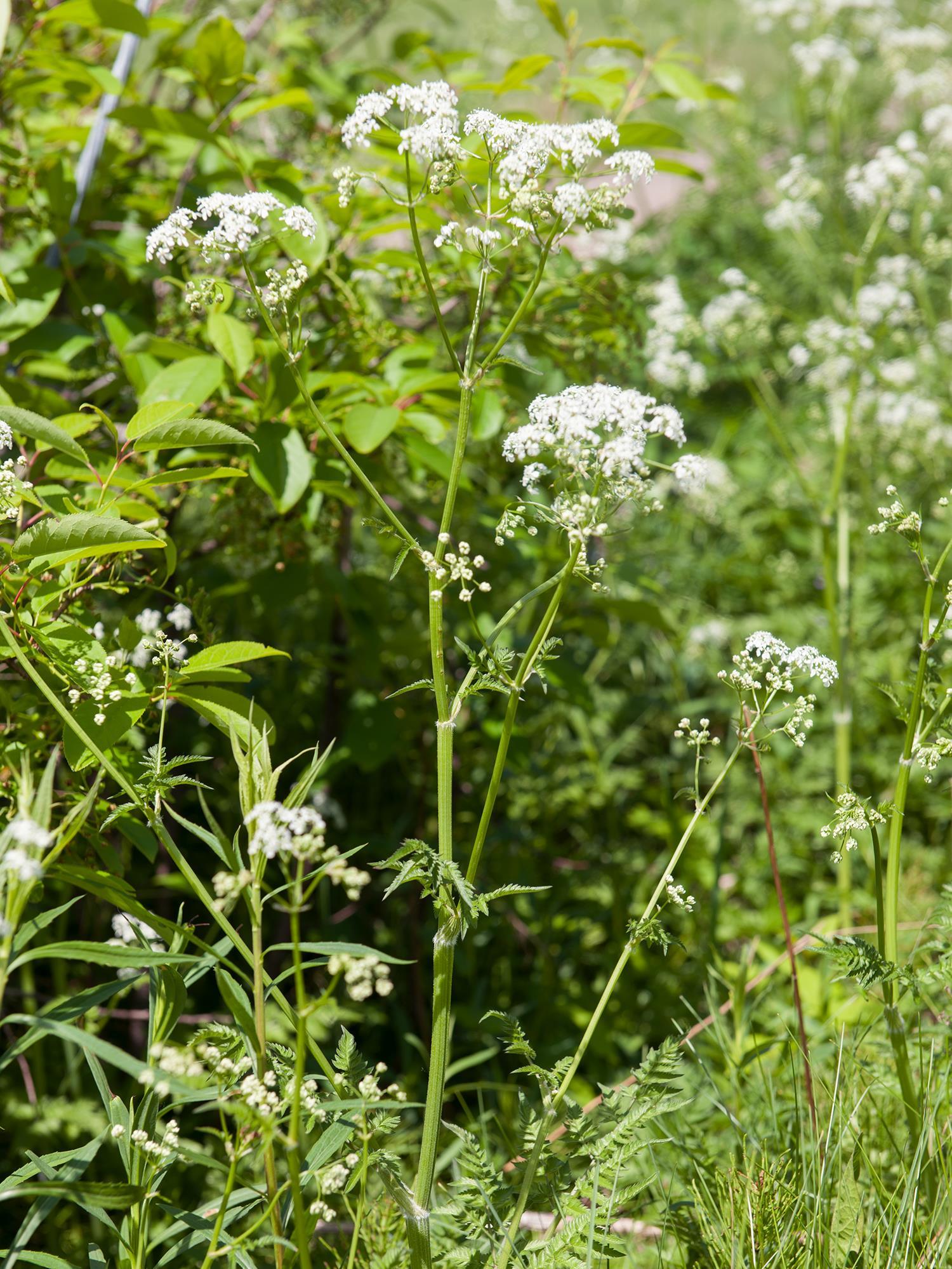 Anthrisque des bois(Anthriscus sylvestris)_2