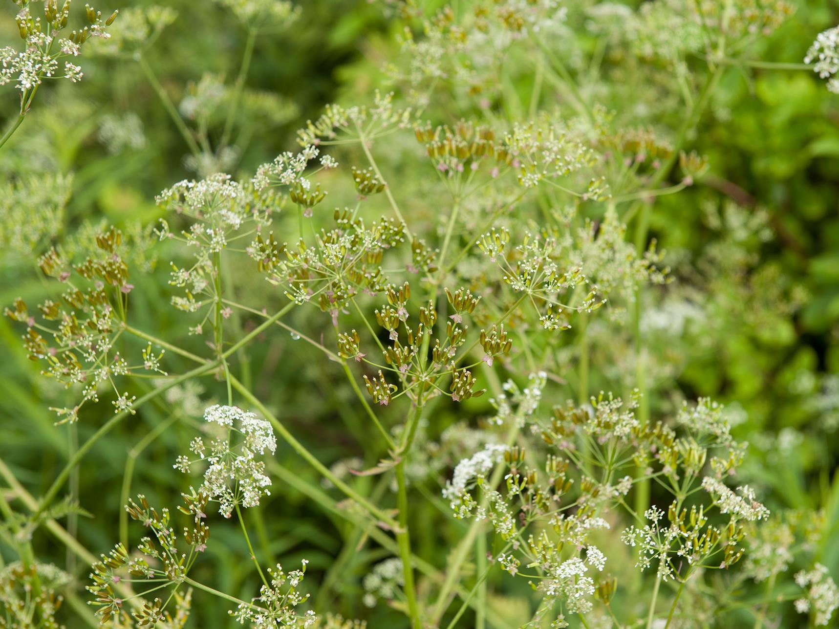 Anthrisque des bois(Anthriscus sylvestris)_8