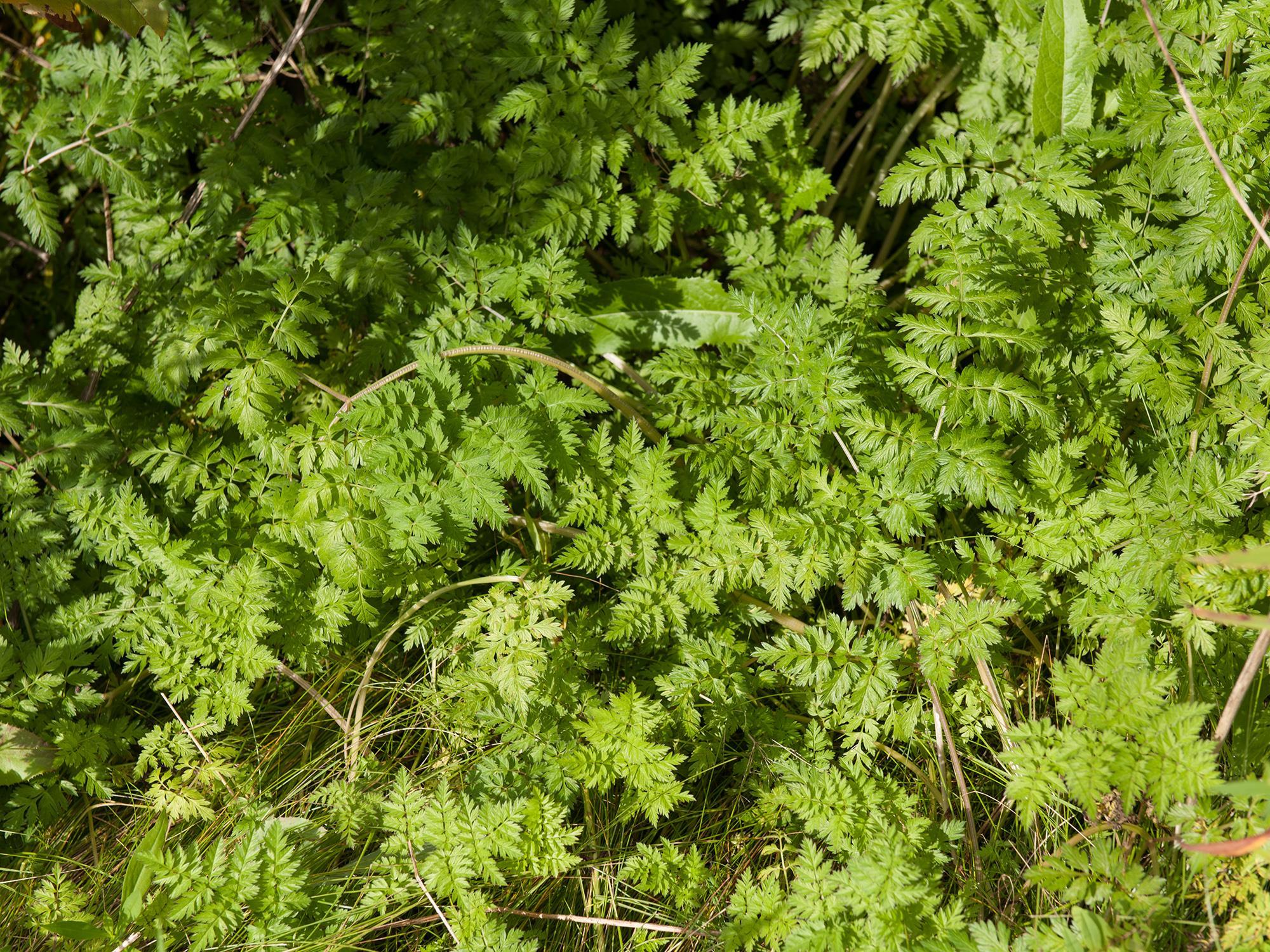 Anthrisque des bois(Anthriscus sylvestris)_11