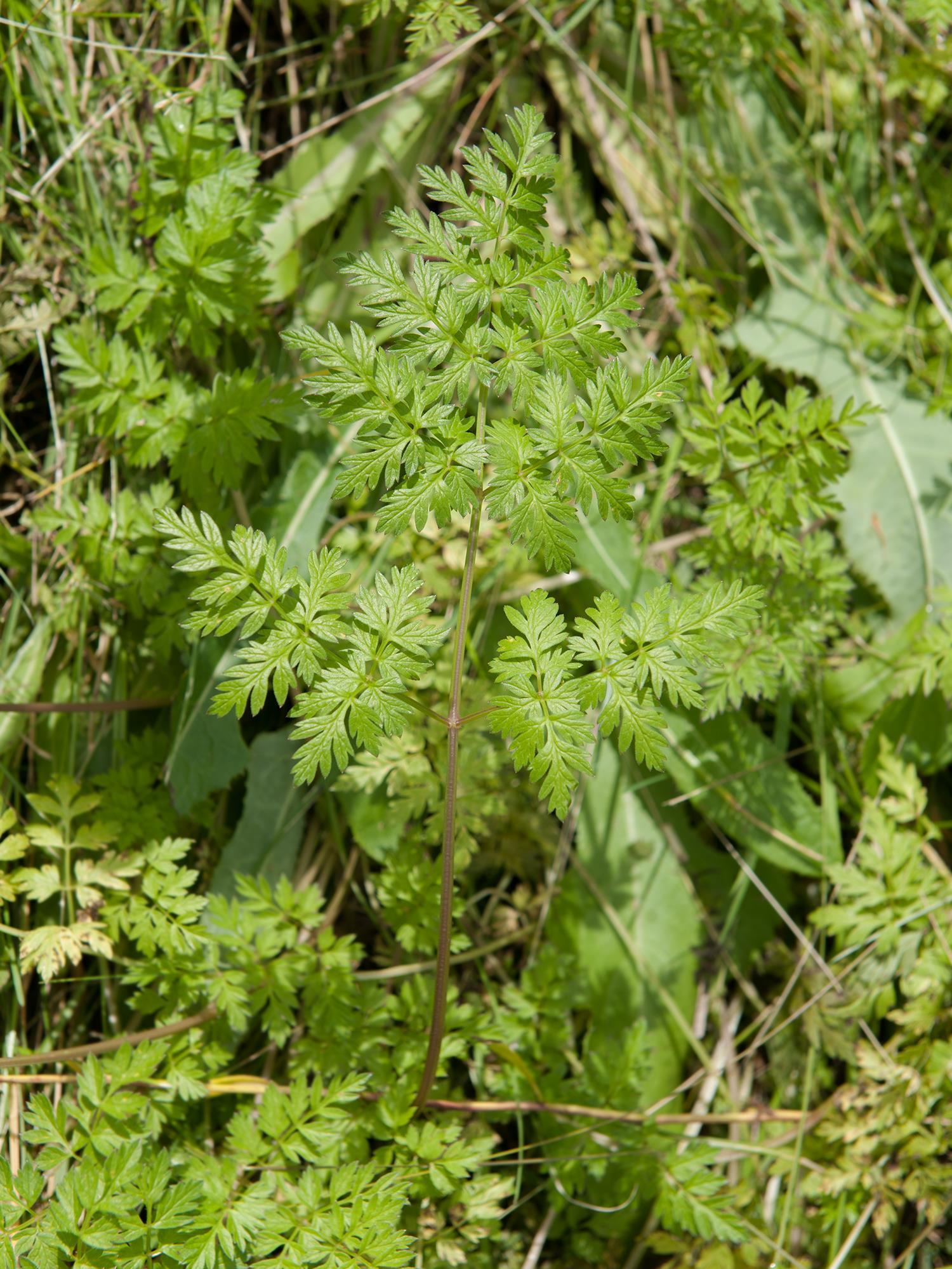 Anthrisque des bois(Anthriscus sylvestris)_12