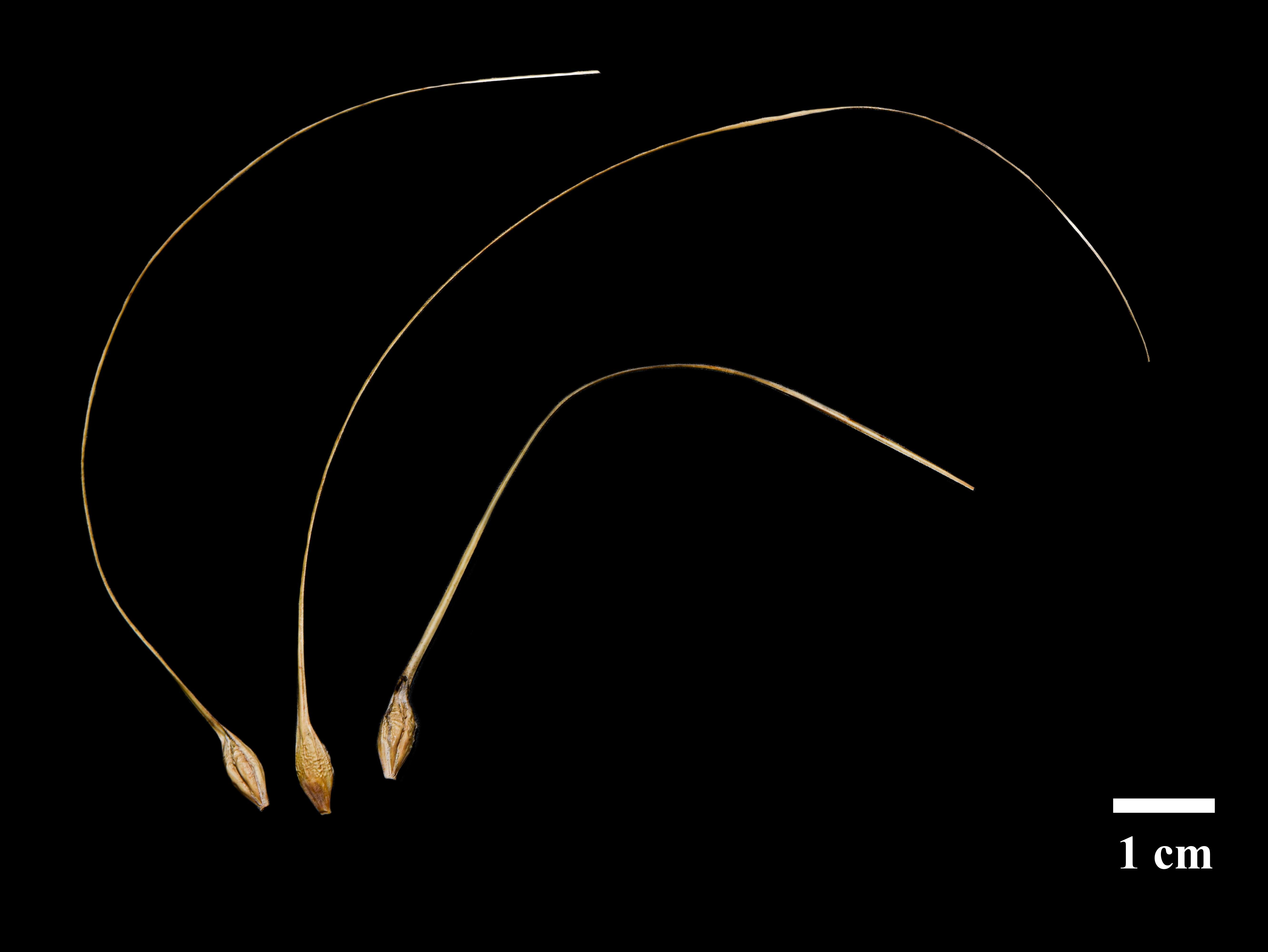 Orge commun (Hordeum vulgare)_4