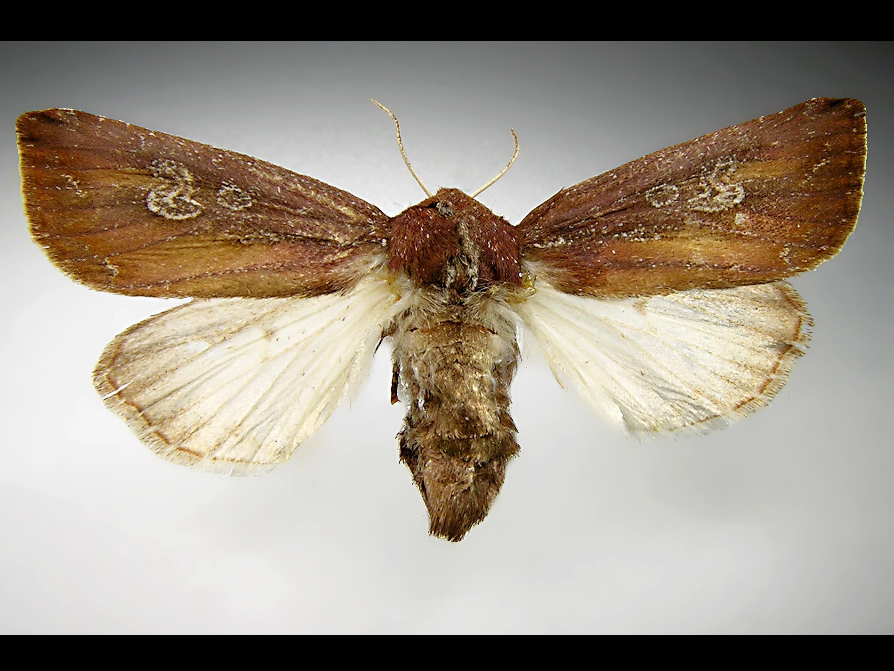 Chenille zébrée (Melanchra picta)_3