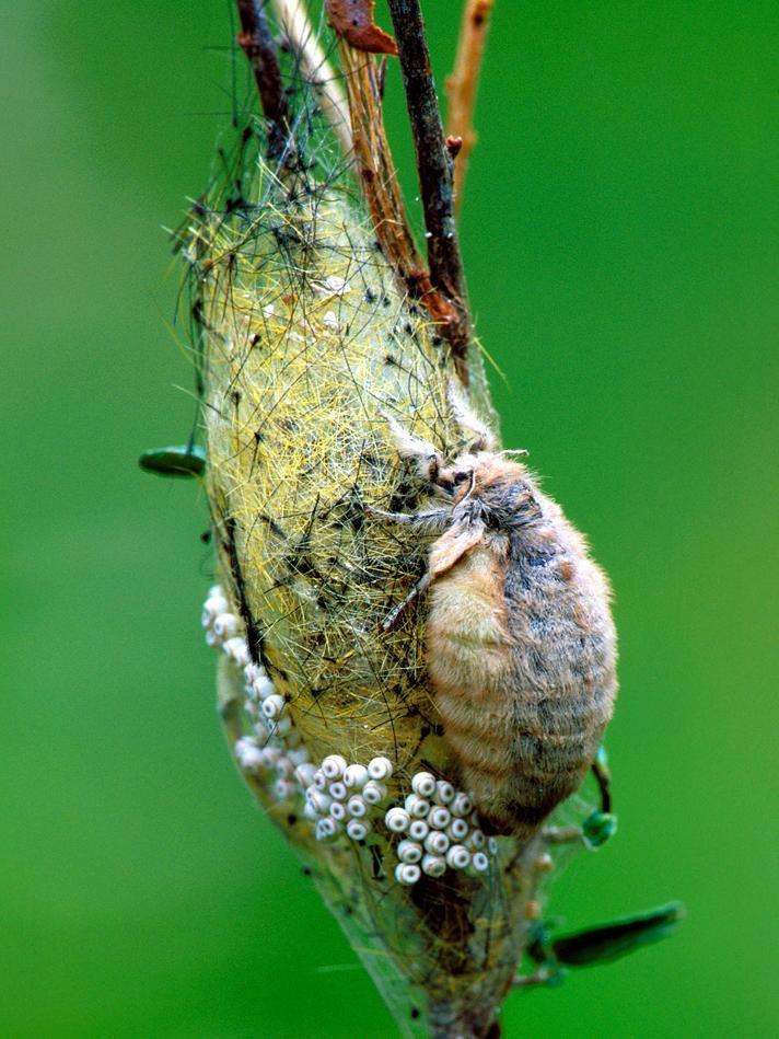 Chenille à houppes rousses (Orgyia antiqua)_1