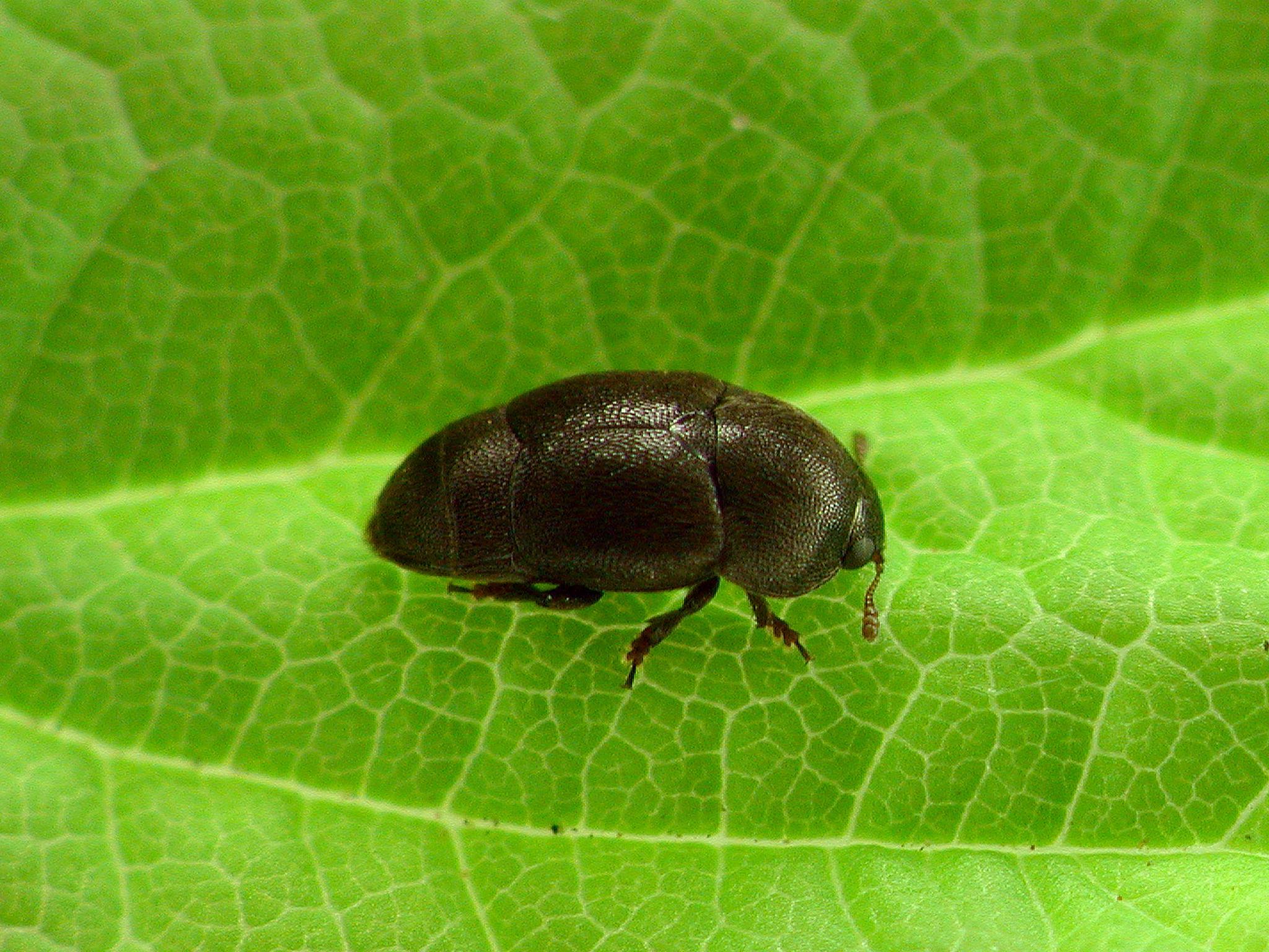 Brachypterolus pulicarius_1