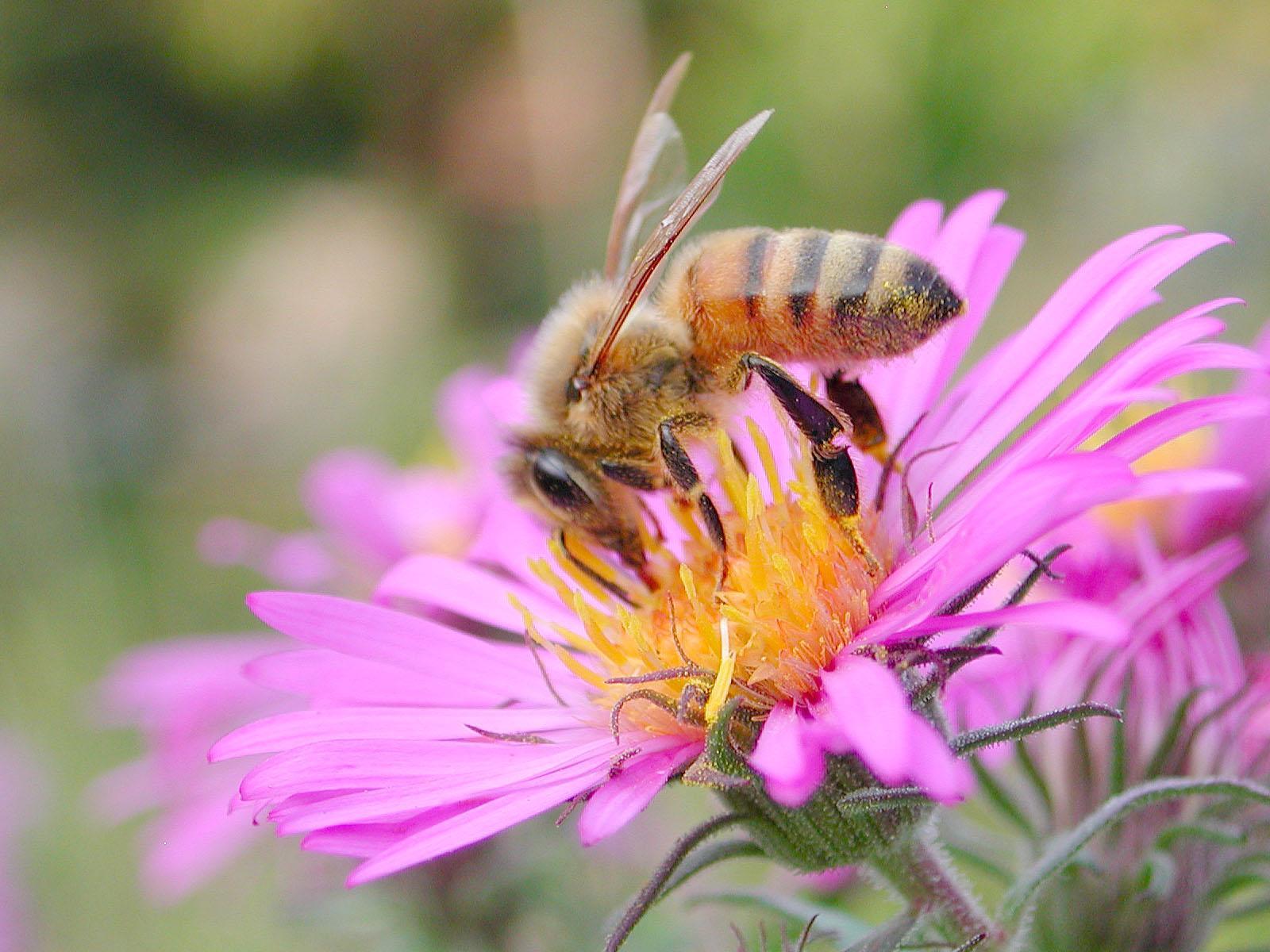 Abeille domestique (Apis mellifera)