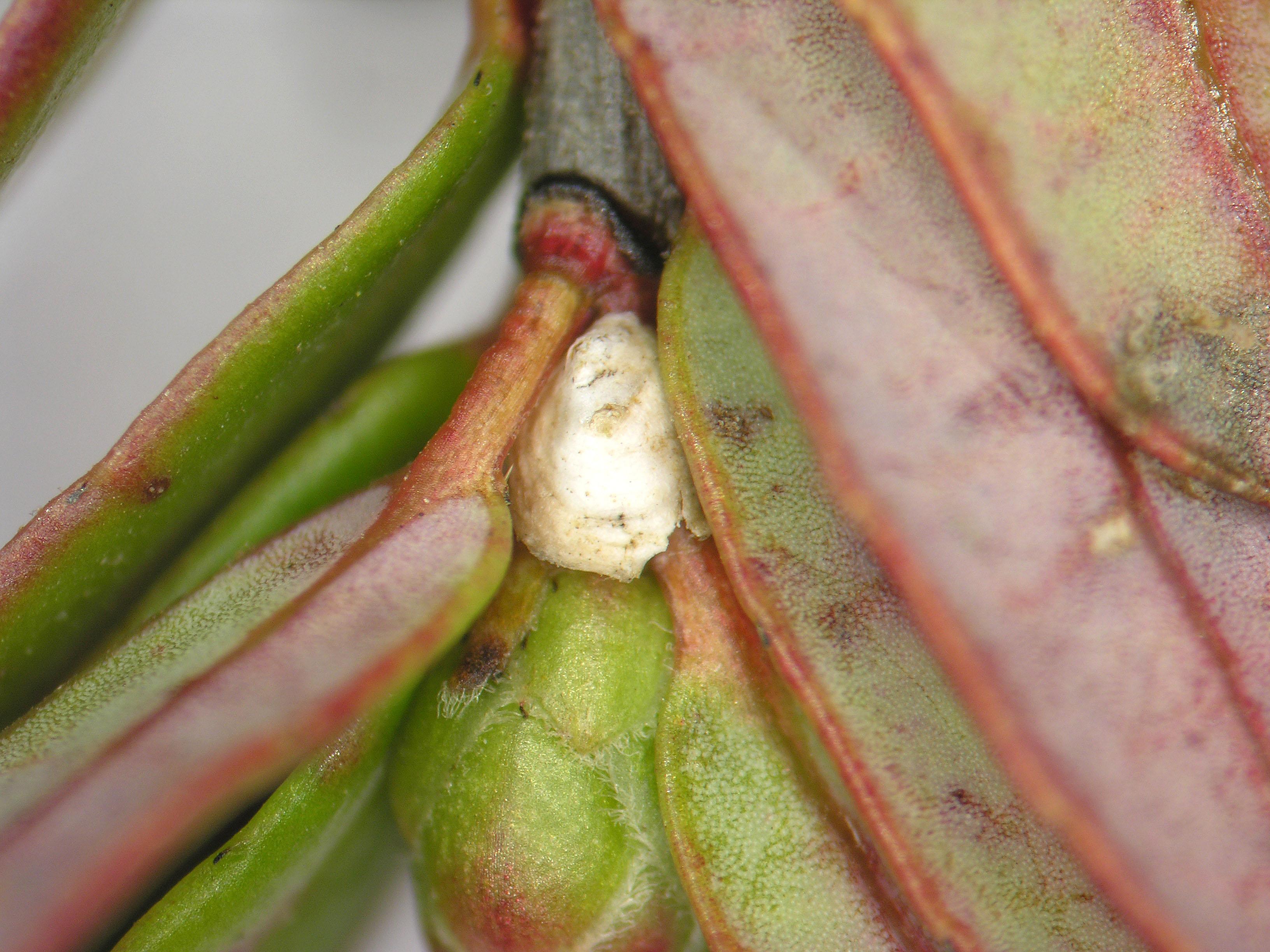 Cochenille de Dearness (Rhizaspidiotus dearnessi)_1