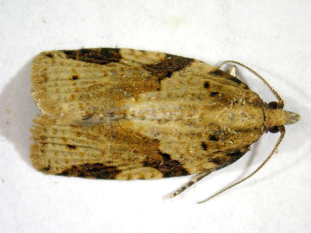 Clepsis spectrana_2