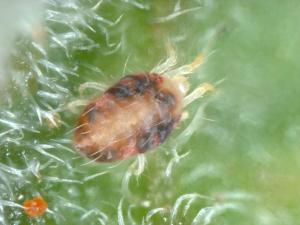 Tetranychus cinnabarinus_7
