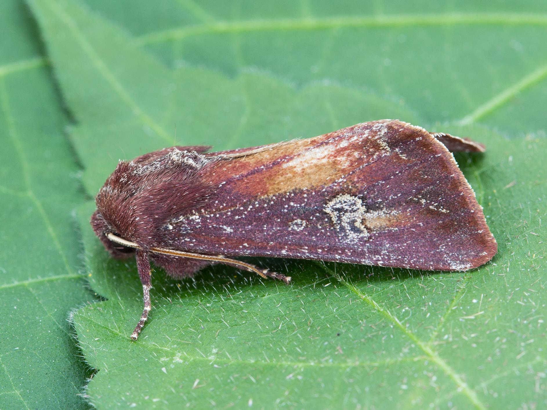 Chenille zébrée (Melanchra picta)_5