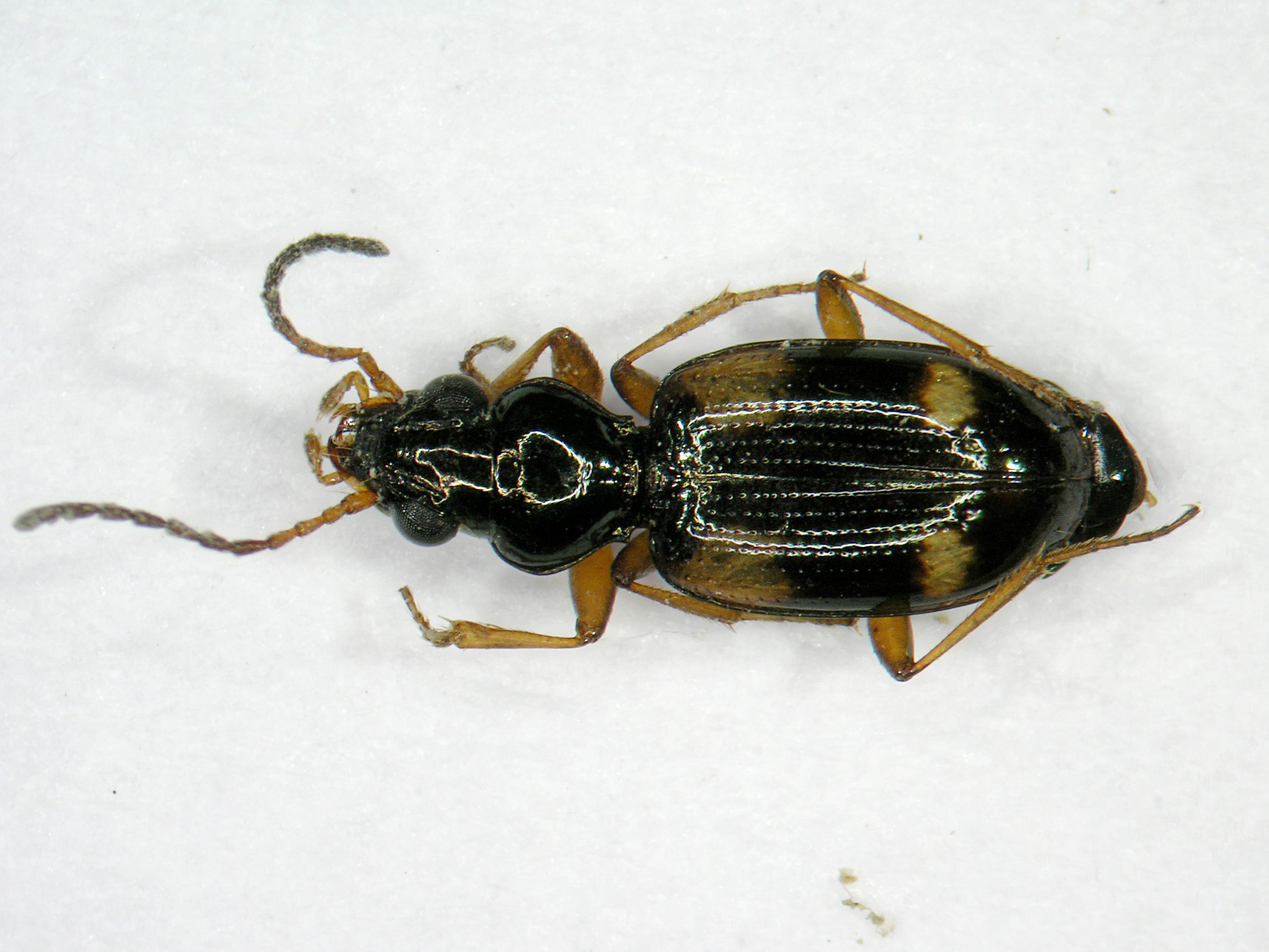 Bembidion quadrimaculatum oppositum_1