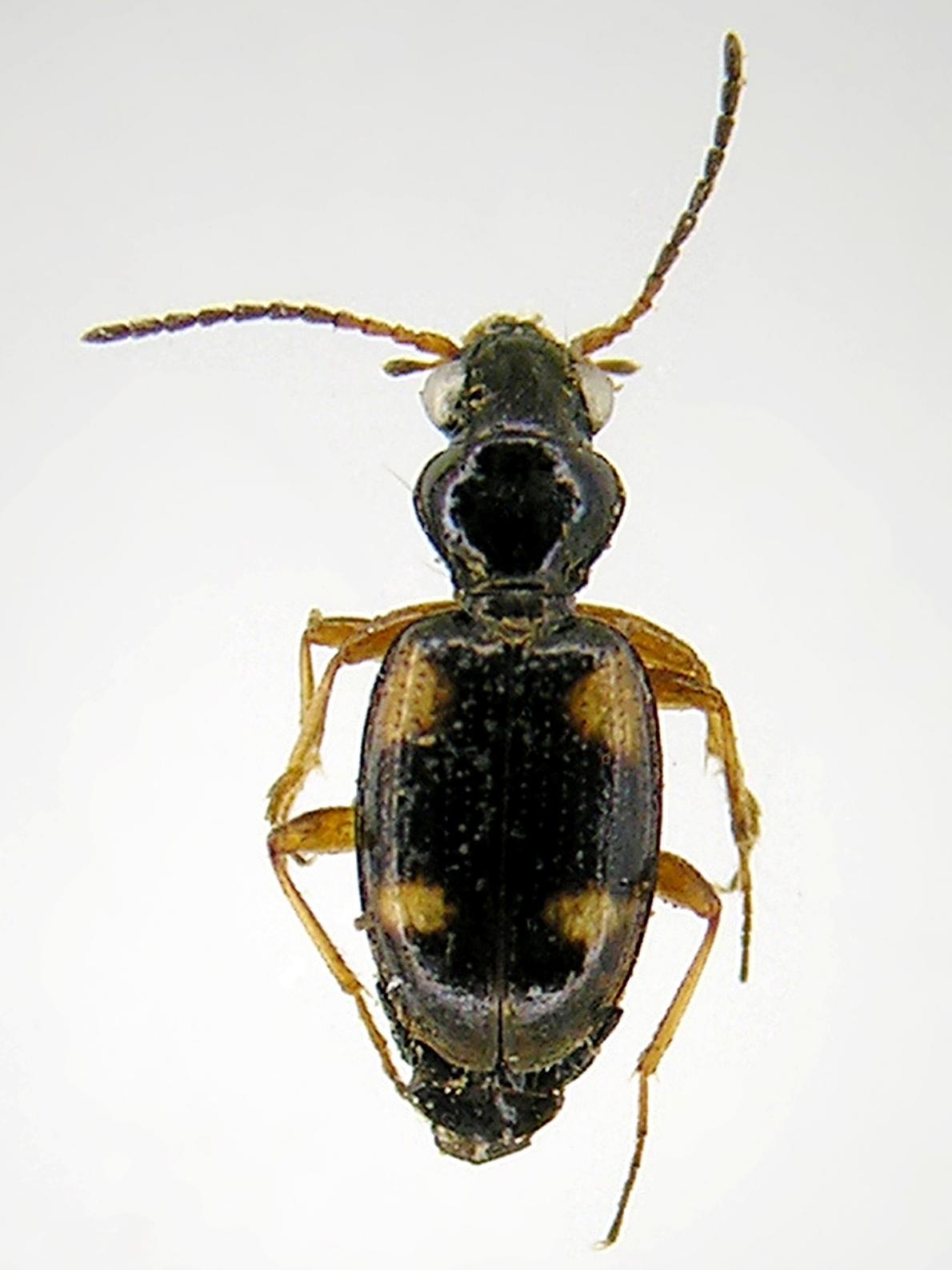 Bembidion quadrimaculatum oppositum_2