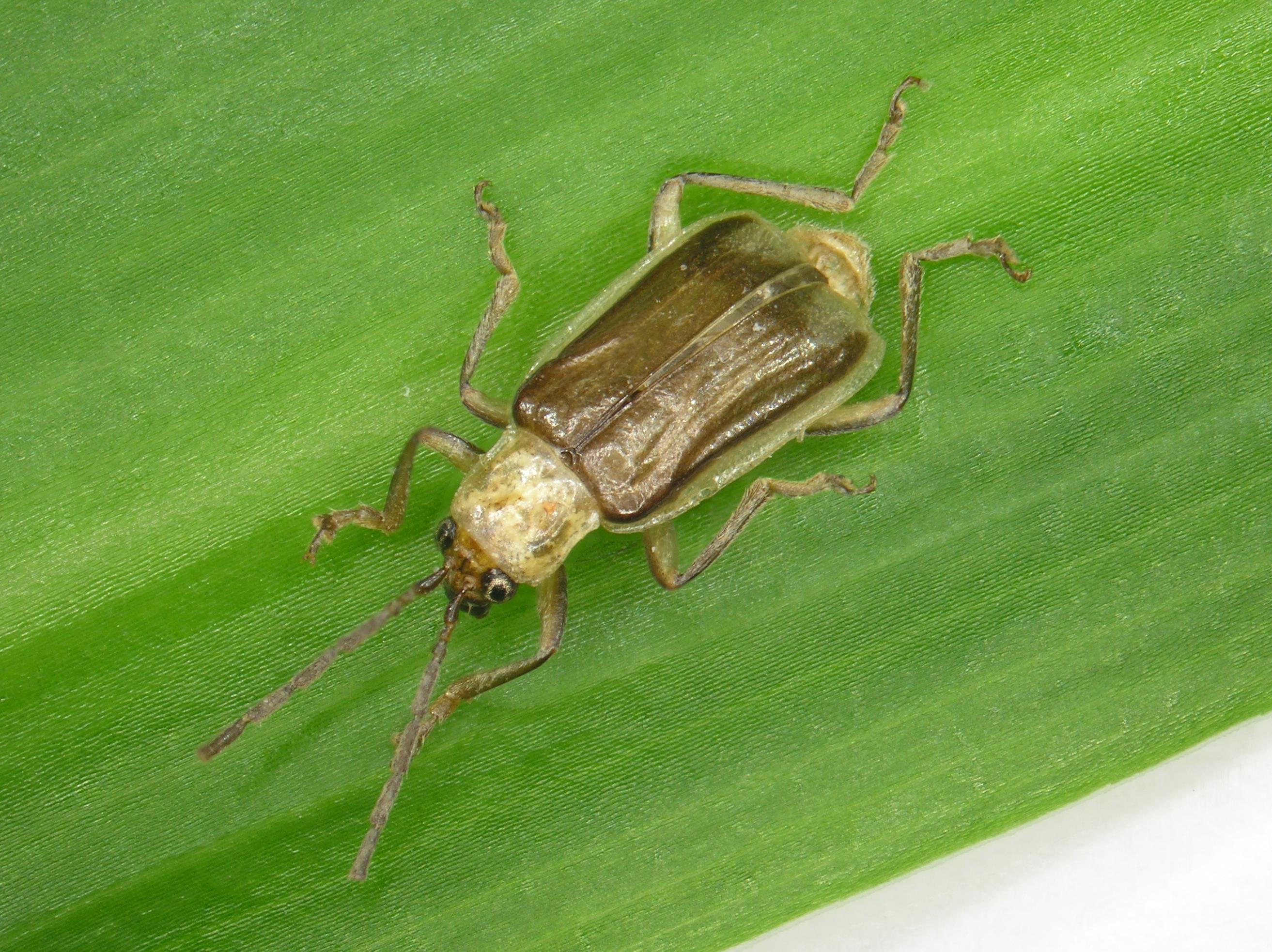 Chrysomèle des racines du mais de l'ouest (Diabrotica virgifera virgifera)_2